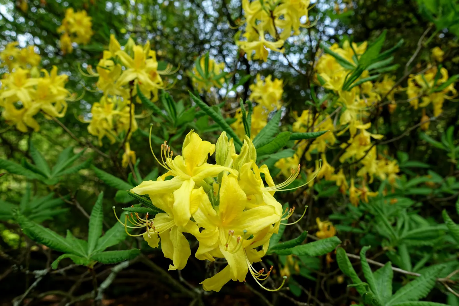 Pontic Azalea (Rhododendron Luteum) — showcasing dark green leaves that are oblong to elliptic in shape and about 2 to 5 inches long