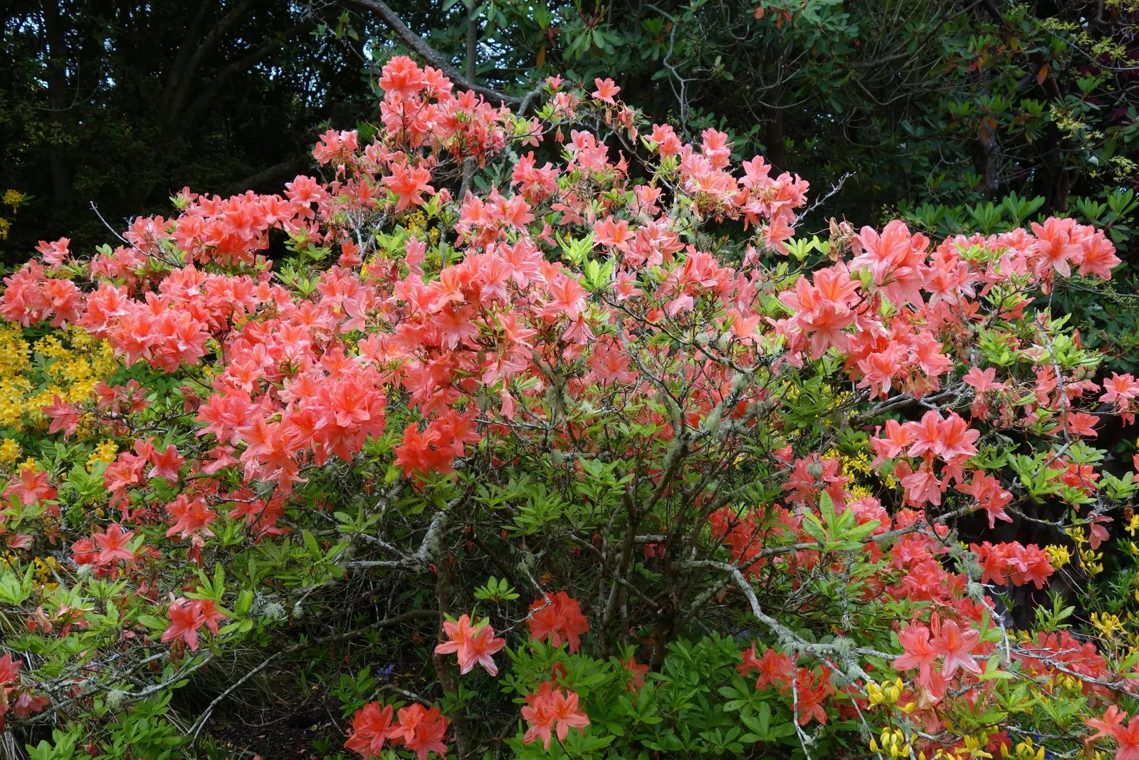 Pontic Azalea (Rhododendron Luteum) — This species typically reaches a height of 8 to 10 feet with a similar spread