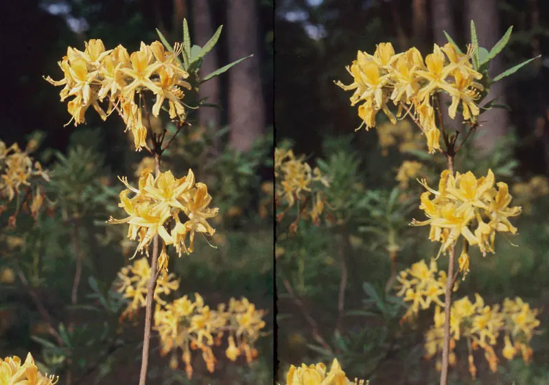 Pontic Azalea (Rhododendron Luteum) — scientifically known as Rhododendron luteum; it reaches 6-13 feet in height and spreads 6-8 feet, image 65