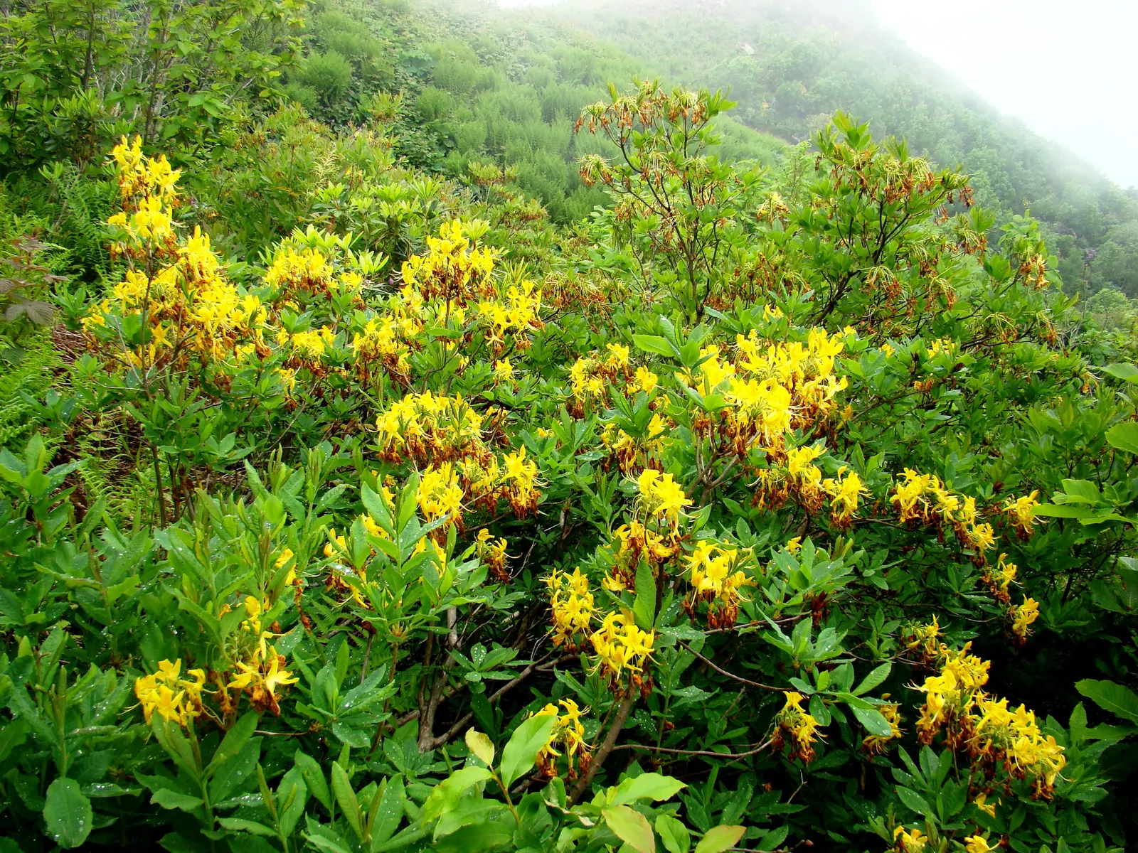 Pontic Azalea (Rhododendron Luteum) — When planning your landscape