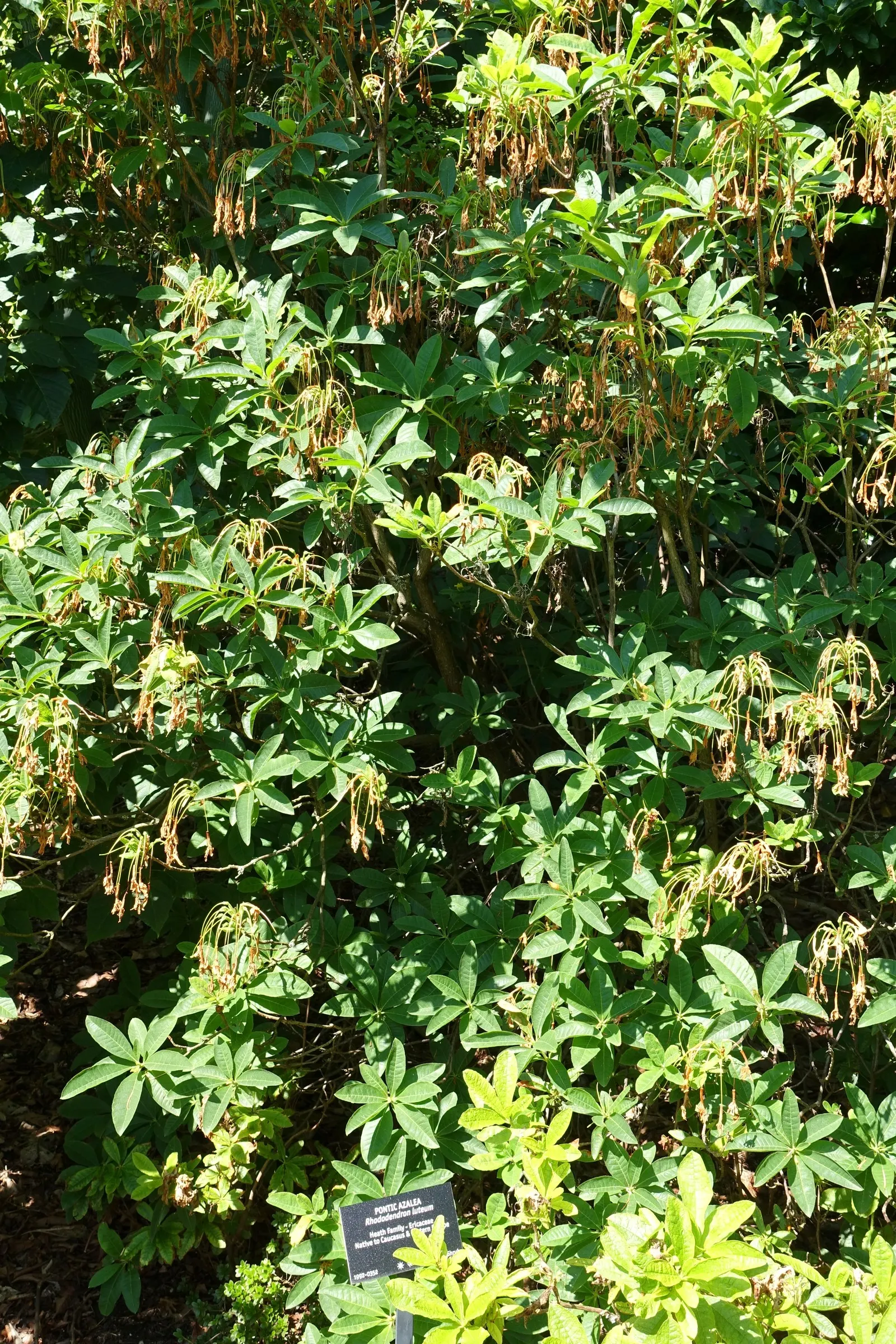 Pontic Azalea (Rhododendron Luteum) — It reaches 6-13 feet in height and spreads 6-8 feet; flourishing addition to the garden, image 60
