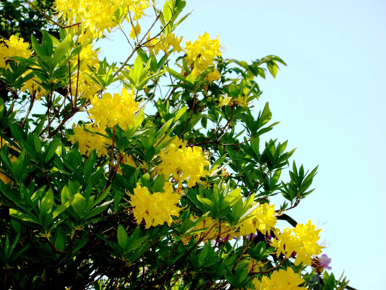Pontic Azalea (Rhododendron Luteum) — making it an ideal choice for focal points or natural hedges in garden settings.<br><br>In spring; it reaches 6-13 feet
