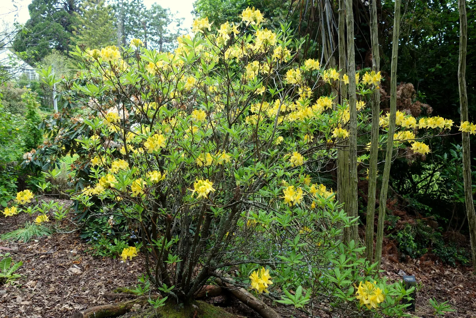 Pontic Azalea (Rhododendron Luteum) — Attracts pollinators, but note: leaves and nectar are toxic