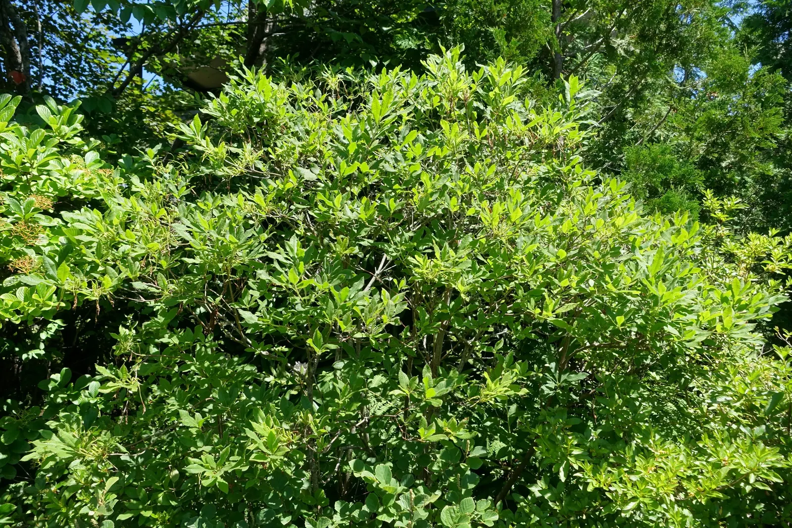 Pontic Azalea (Rhododendron Luteum) — the leaves turn to attractive shades of yellow and orange