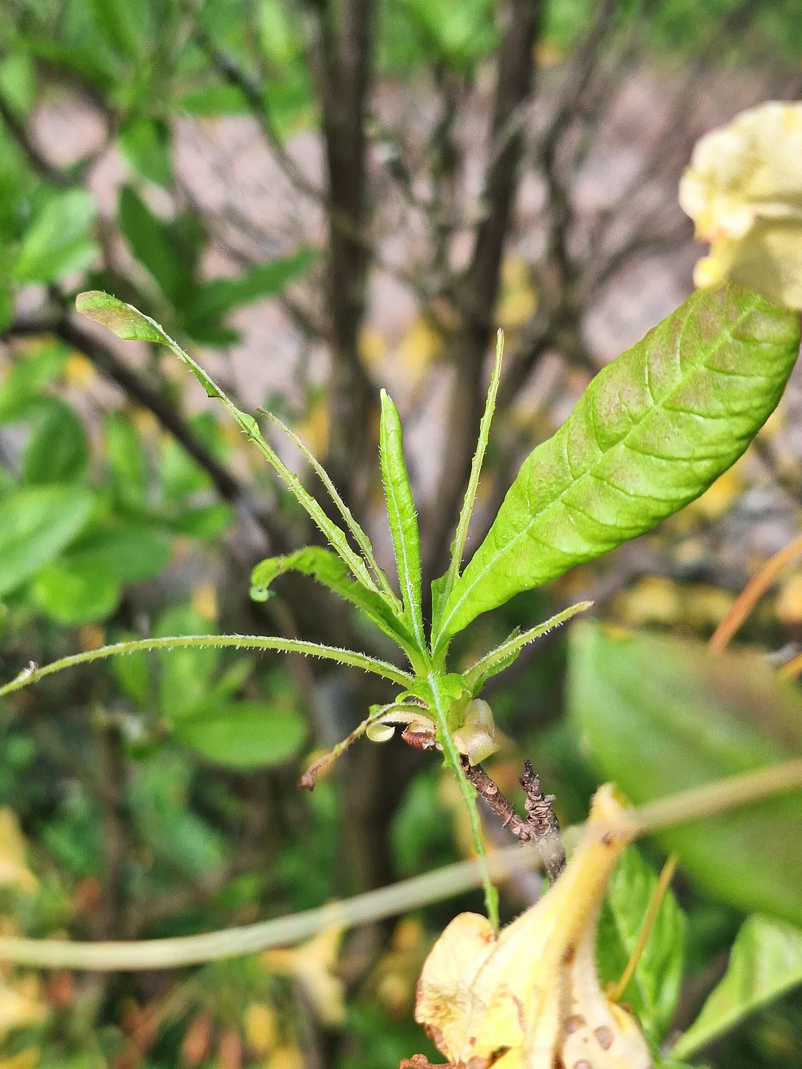 Pontic Azalea (Rhododendron Luteum) — It reaches 6-13 feet in height and spreads 6-8 feet