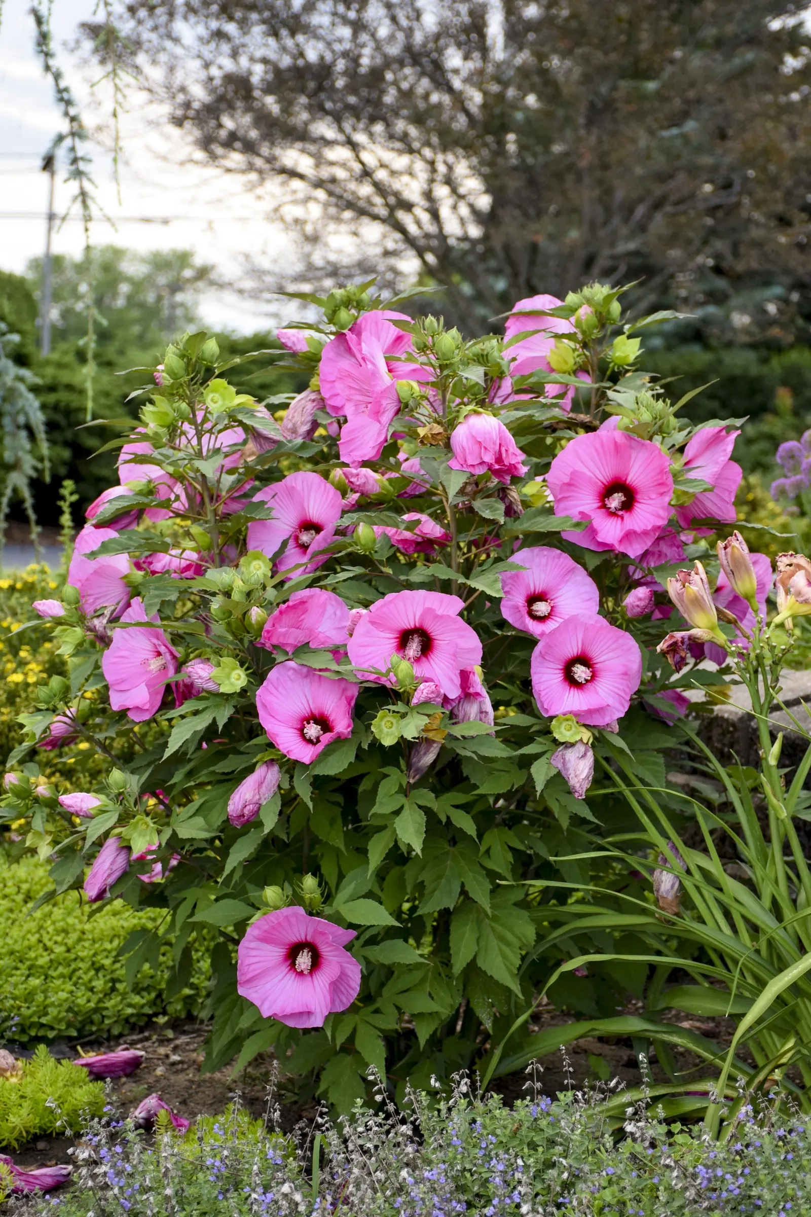 'Candy Crush' Rose Mallow (Hibiscus hybrid) — It matures to 48-54 inches tall and wide, forming a bold, rounded column