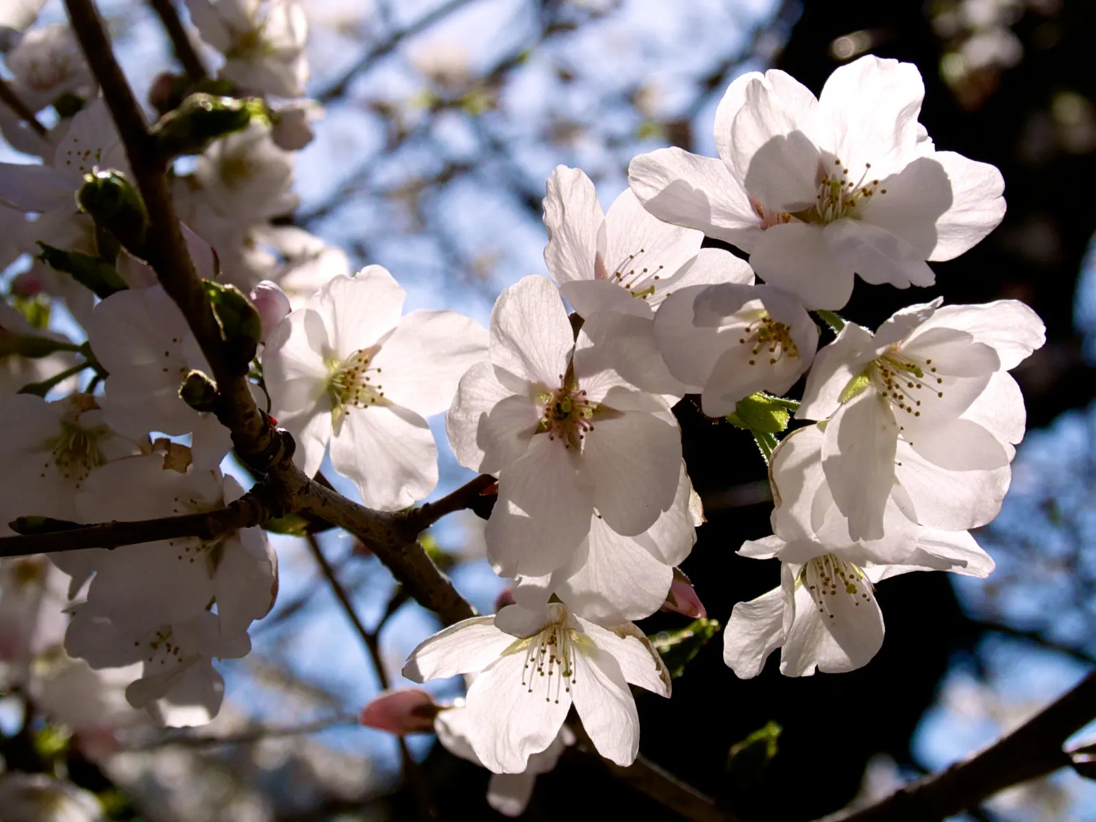 Yoshino Flowering Cherry (Prunus X Yedoensis) — tree with white blooms; though it thrives in acidic to neutral pH levels.<br><br>Care includes, image 68