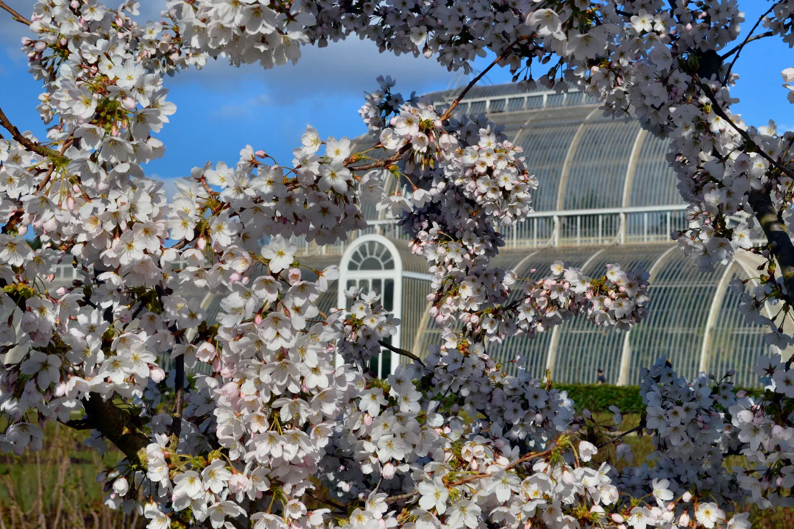 Yoshino Flowering Cherry (Prunus X Yedoensis) — Its round, spreading canopy creates a graceful silhouette, making it ideal for focal points in, image 27