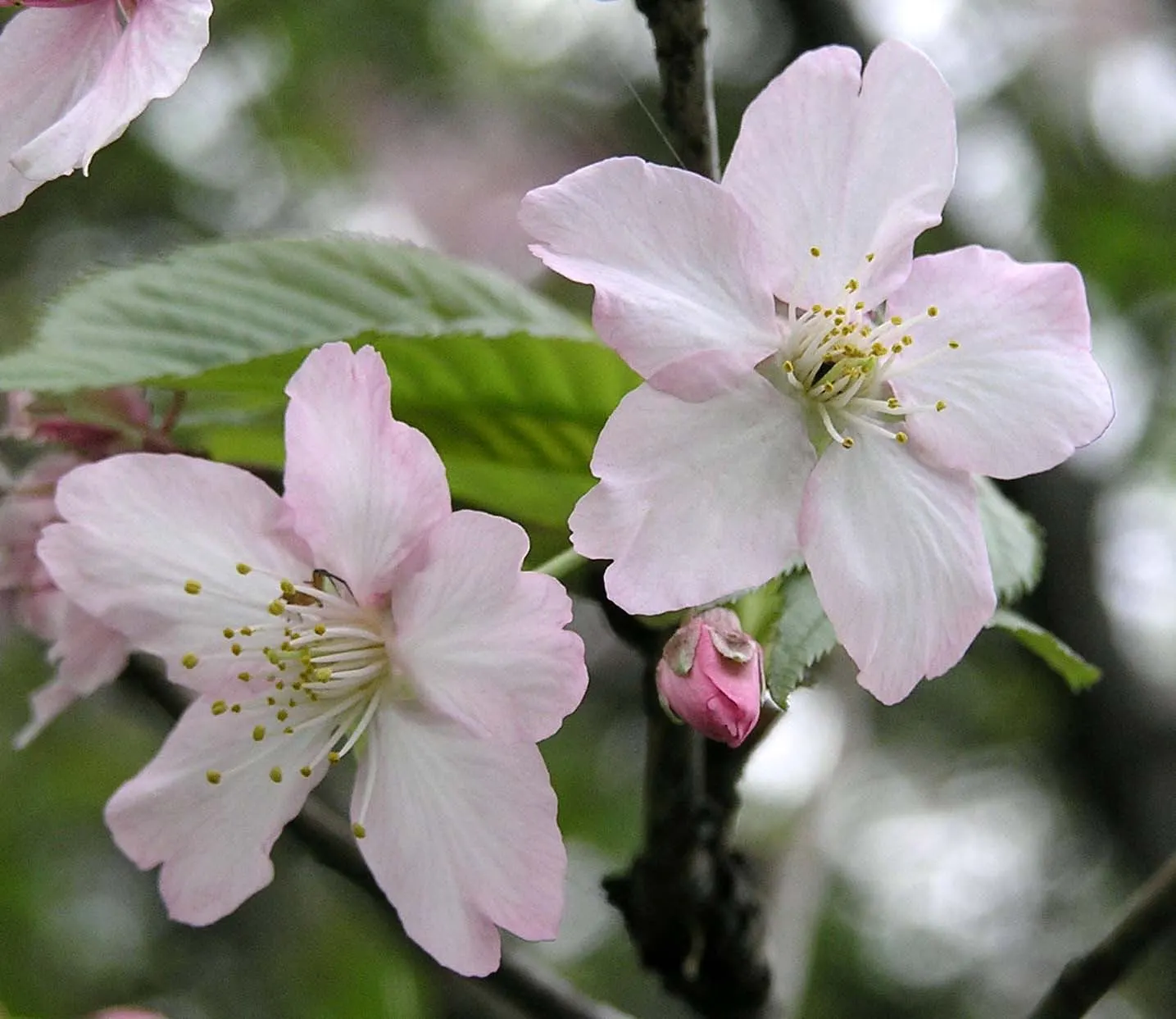 Yoshino Flowering Cherry (Prunus X Yedoensis) — Prunus x yedoensis is a USDA hardiness zone 5-8 fixture