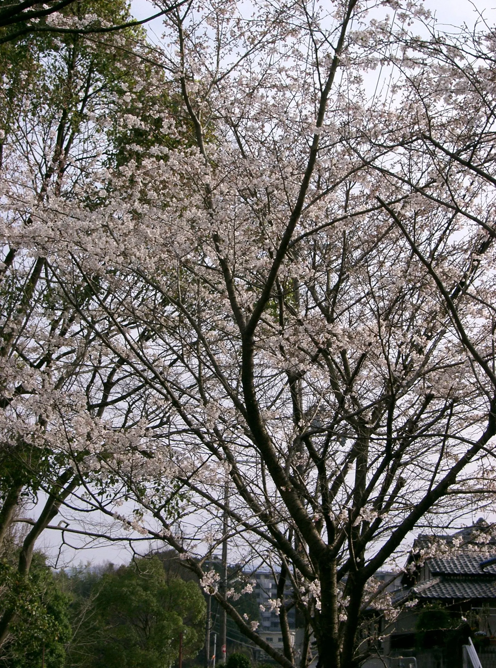 Yoshino Flowering Cherry (Prunus X Yedoensis) — While generally pest- and disease-resistant