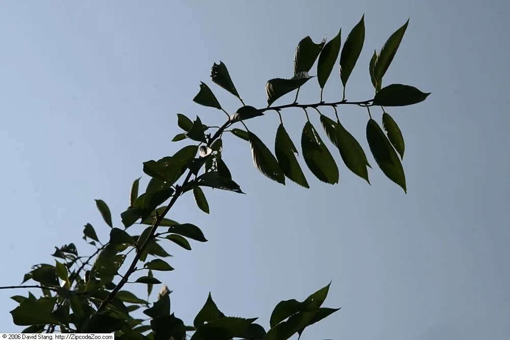 Yoshino Flowering Cherry (Prunus X Yedoensis) — Its round, spreading canopy creates a graceful silhouette, making it ideal for focal points in, image 50