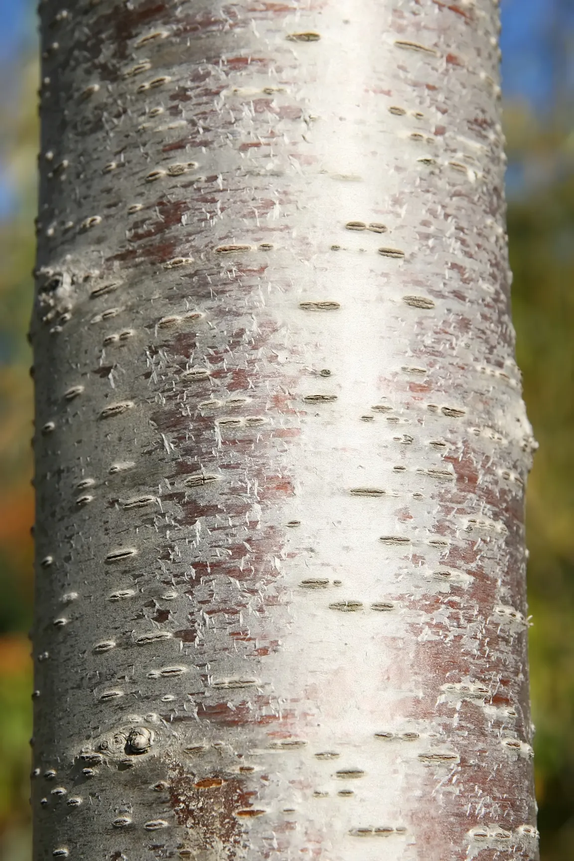 Yoshino Flowering Cherry (Prunus X Yedoensis) — offering a serene and picturesque view; tree with white blooms
