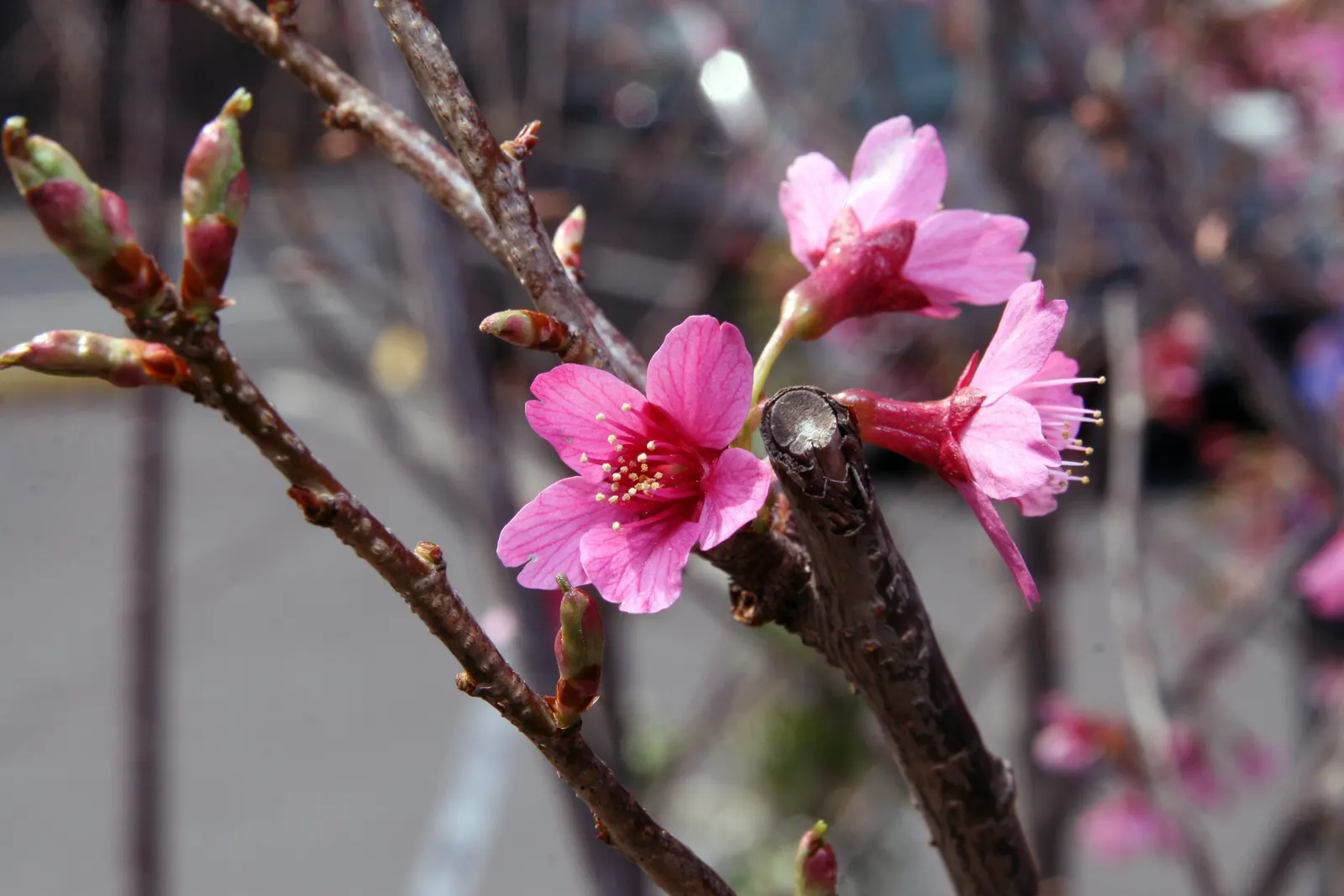 Yoshino Flowering Cherry (Prunus X Yedoensis) — The Yoshino Flowering Cherry (Prunus x yedoensis) is a picturesque; its round, spreading canopy, image 70