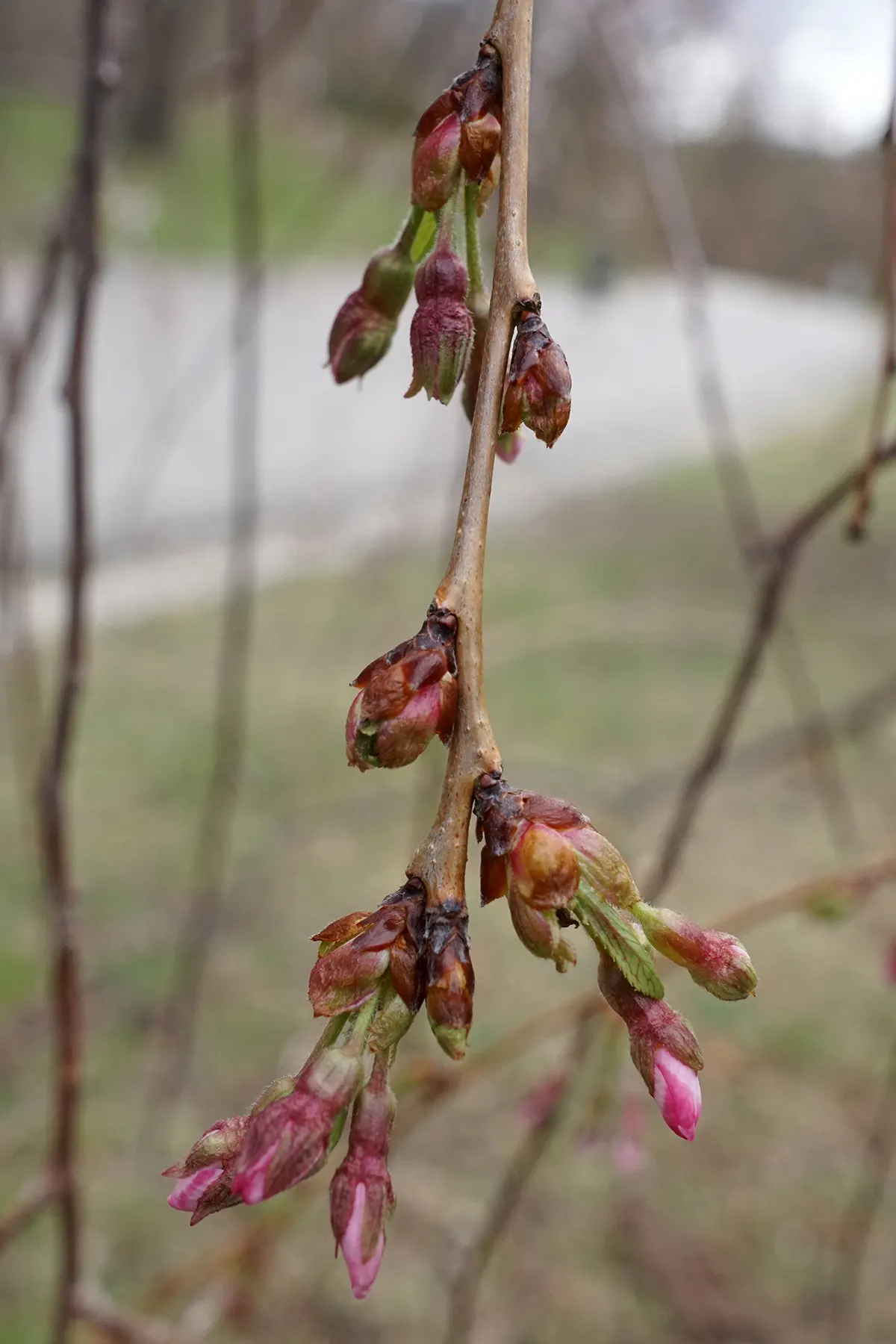 Yoshino Flowering Cherry (Prunus X Yedoensis) — is a captivating spring bloomer that will enrich any landscape design with its ethereal beauty, image 53