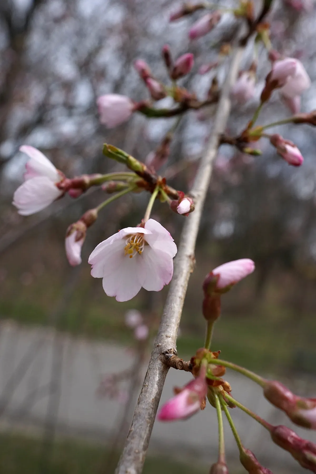 Yoshino Flowering Cherry (Prunus X Yedoensis) — Known for its abundant, soft pink-white blossoms in early spring, this tree offers a striking floral display