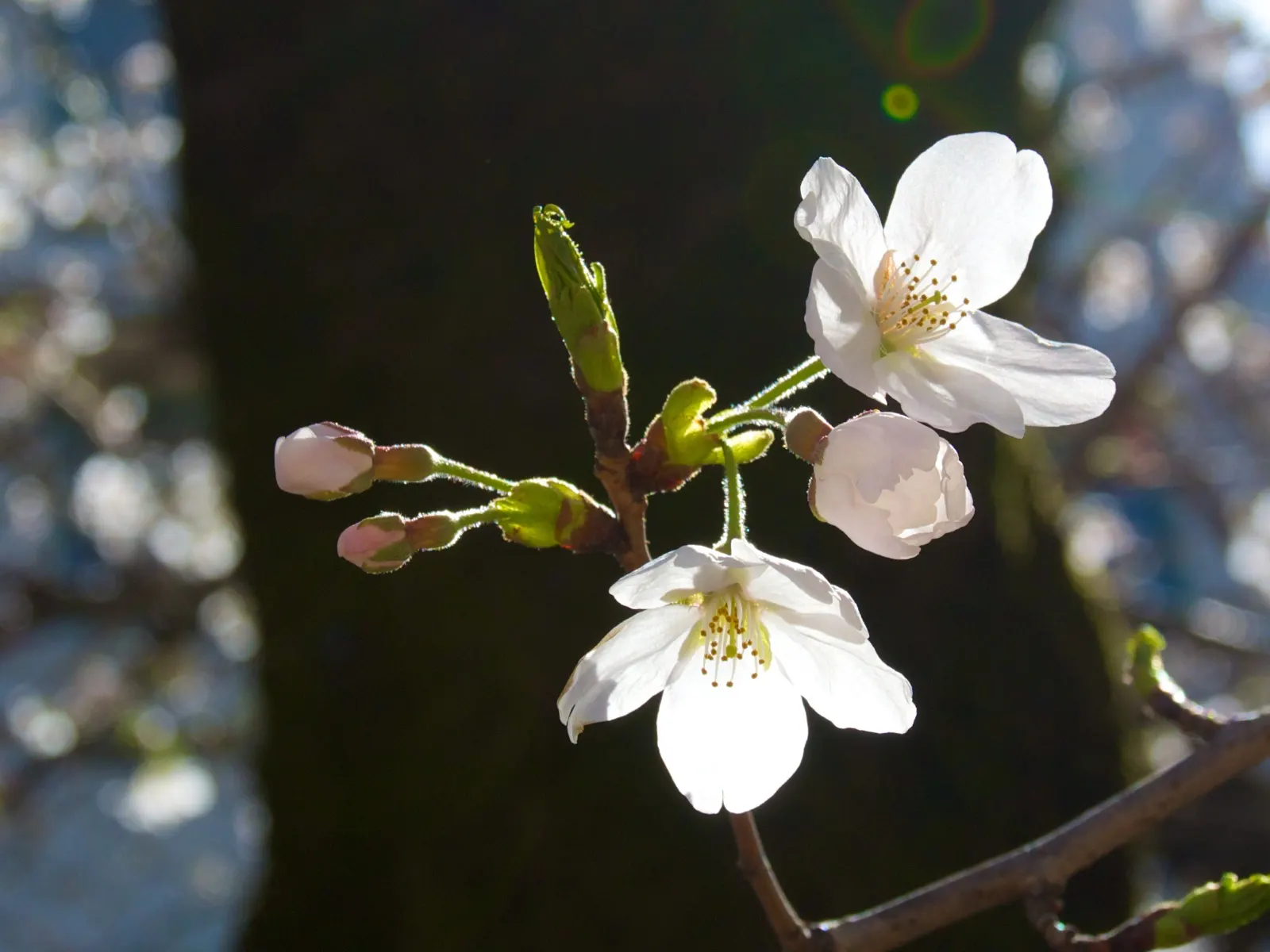 Yoshino Flowering Cherry (Prunus X Yedoensis) — deciduous tree that reaches 40-50 feet in height with a 25-40 foot spread