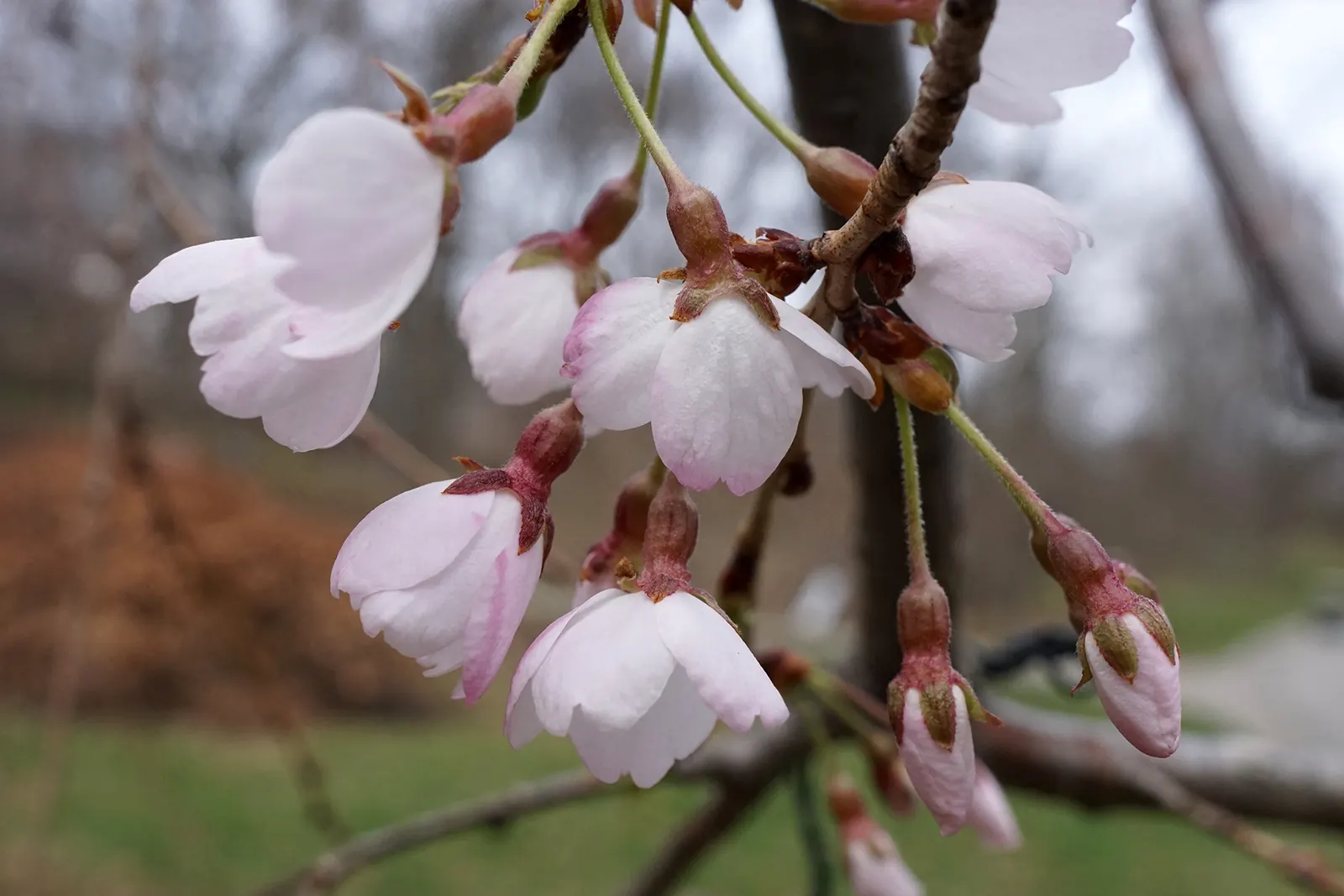 Yoshino Flowering Cherry (Prunus X Yedoensis) — The Yoshino Flowering Cherry (Prunus x yedoensis) is a picturesque; its round, spreading canopy, image 47