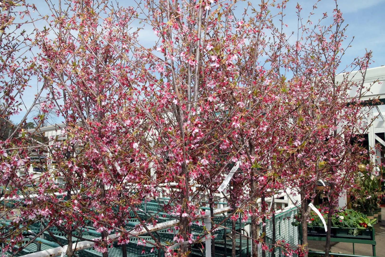 Yoshino Flowering Cherry (Prunus X Yedoensis) — It's also important to water consistently during dry spells; while generally pest- and disease-resistant