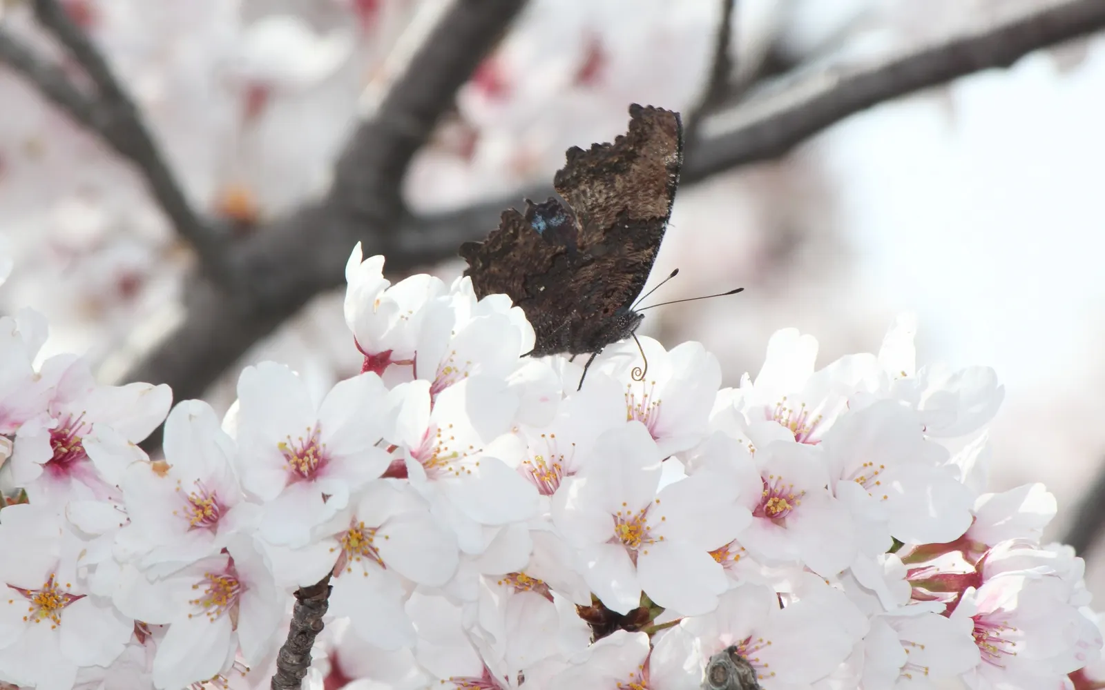 Yoshino Flowering Cherry (Prunus X Yedoensis) — The Yoshino Flowering Cherry (Prunus x yedoensis) is a picturesque