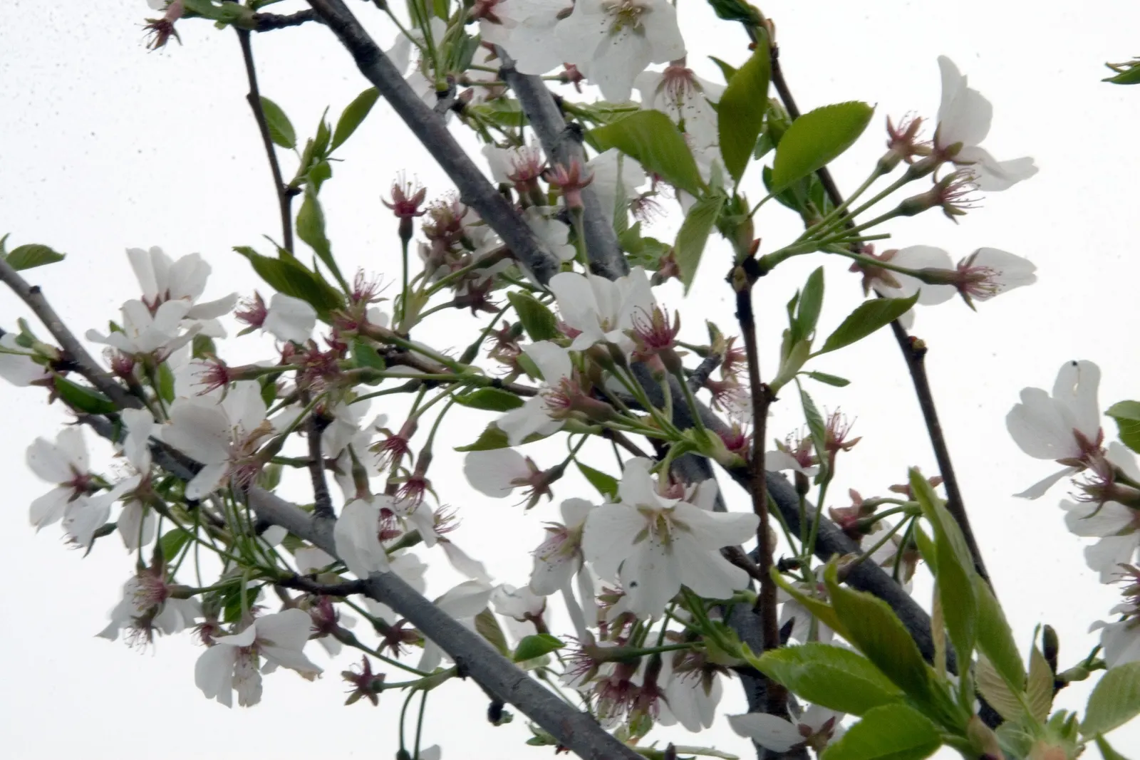 Yoshino Flowering Cherry (Prunus X Yedoensis) — ideally after the blooming period; known for its abundant, soft pink-white blossoms in early spring, this tree