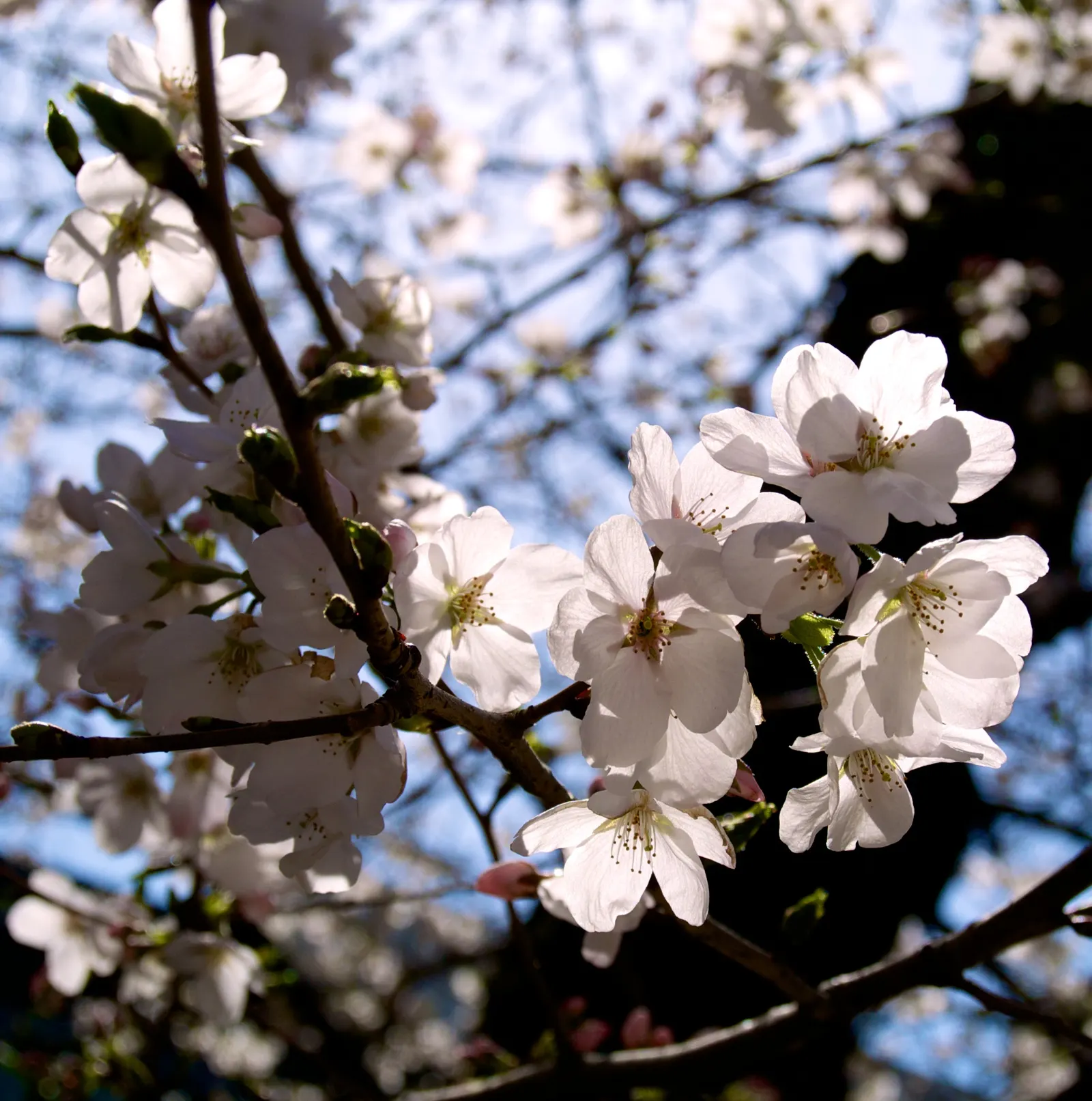 Yoshino Flowering Cherry (Prunus X Yedoensis) — tree for full; offering a serene and picturesque view