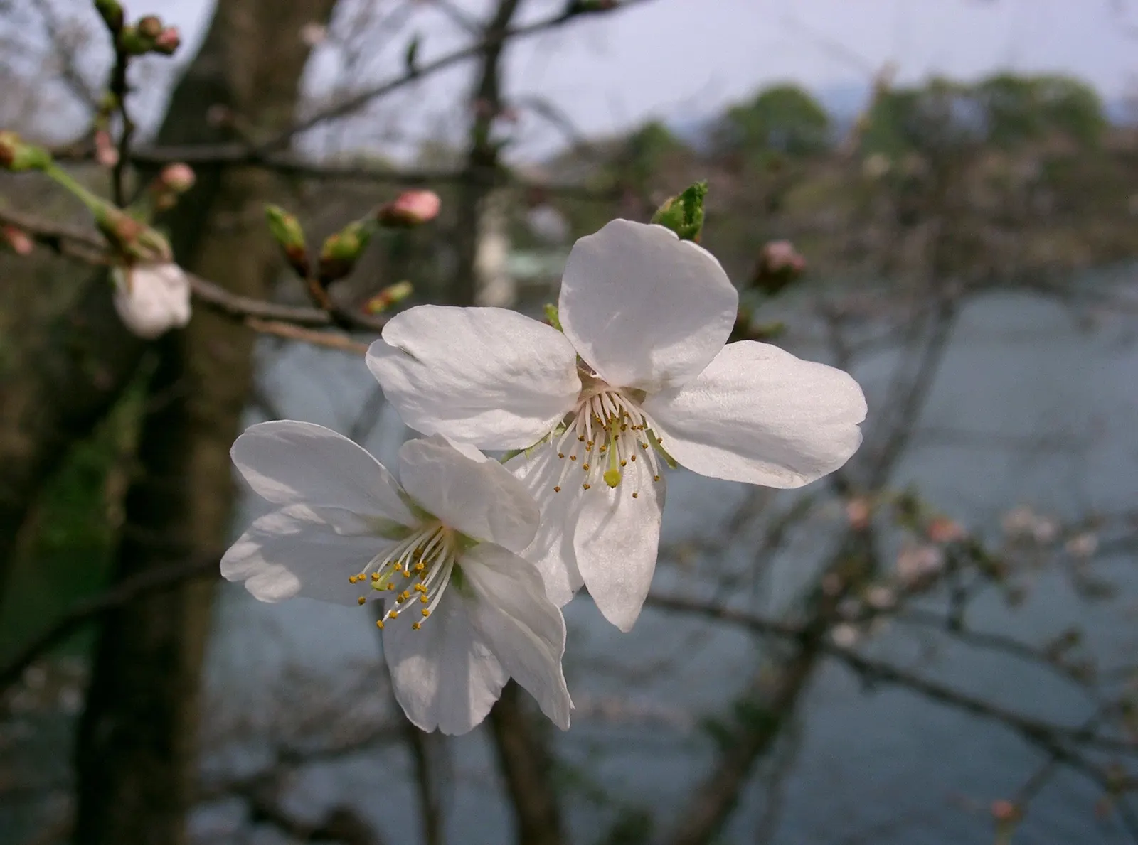 Yoshino Flowering Cherry (Prunus X Yedoensis) — tree with white blooms