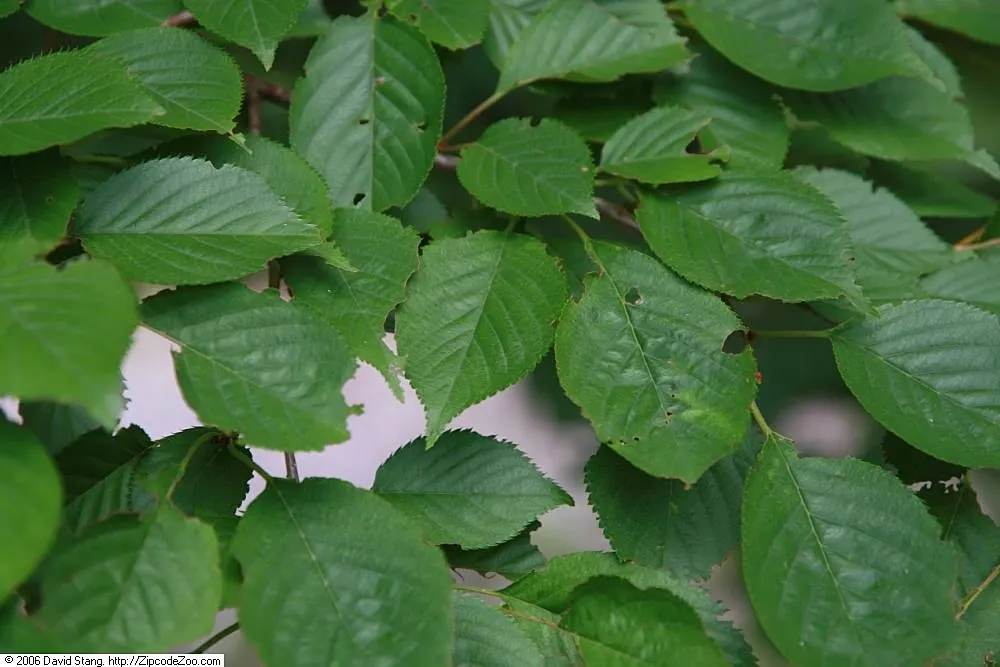 Yoshino Flowering Cherry (Prunus X Yedoensis) — Prunus x yedoensis is a USDA hardiness zone 5-8 fixture; the Yoshino Flowering Cherry (Prunus x, image 63