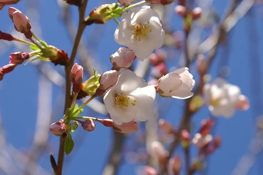 Yoshino Flowering Cherry (Prunus X Yedoensis) — deciduous tree that reaches 40-50 feet in height with a 25-40 foot spread; this tree quickly, image 71