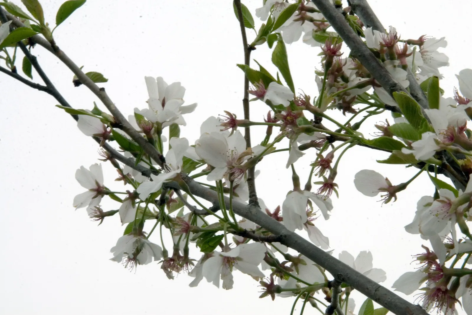 Yoshino Flowering Cherry (Prunus X Yedoensis) — A mature Yoshino can reach heights of 35 to 40 feet with a spread of 25 to 30 feet