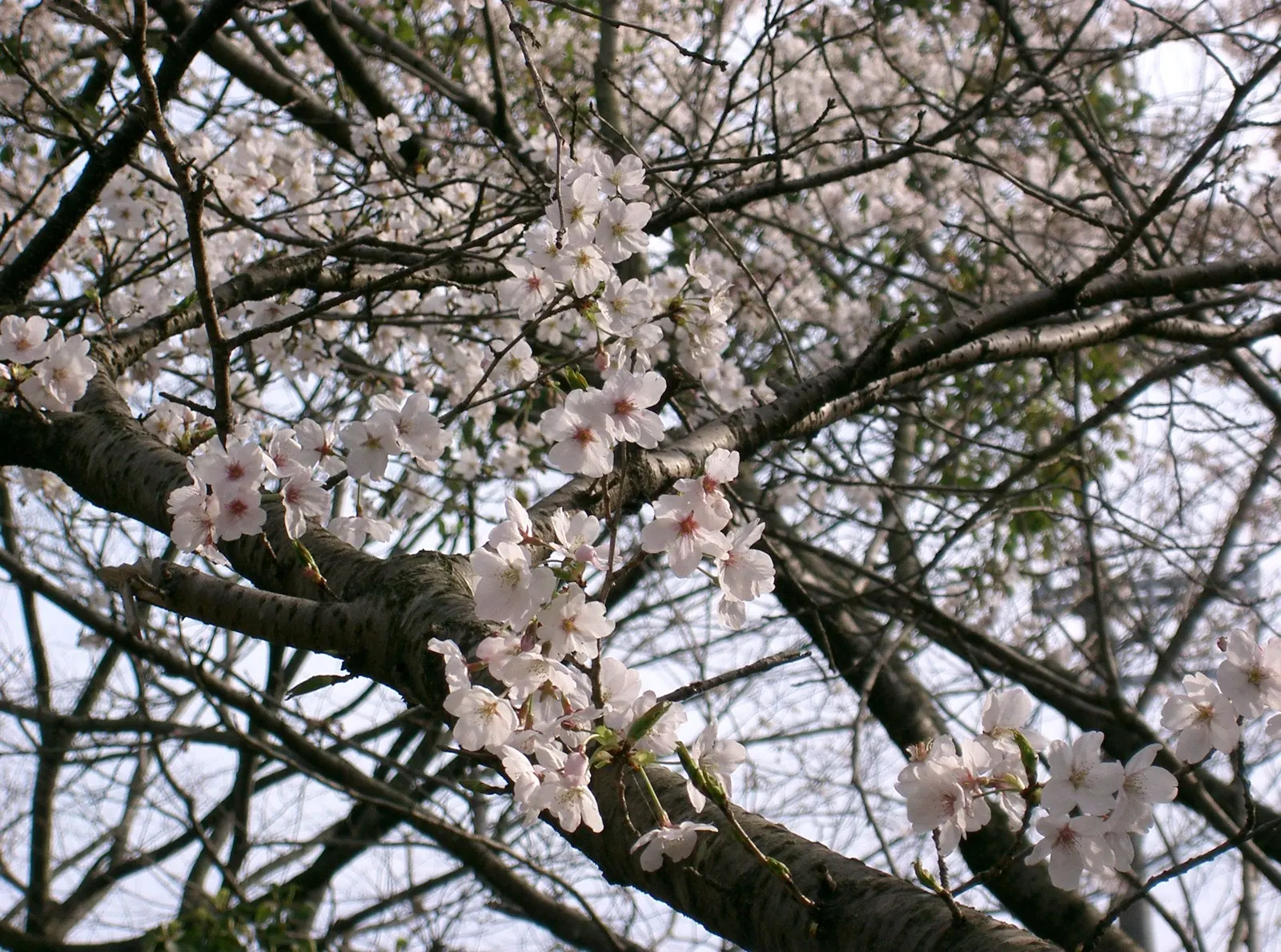 Yoshino Flowering Cherry (Prunus X Yedoensis) — A mature Yoshino can reach heights of 35 to 40 feet with a spread of 25 to 30 feet; is a captivating spring