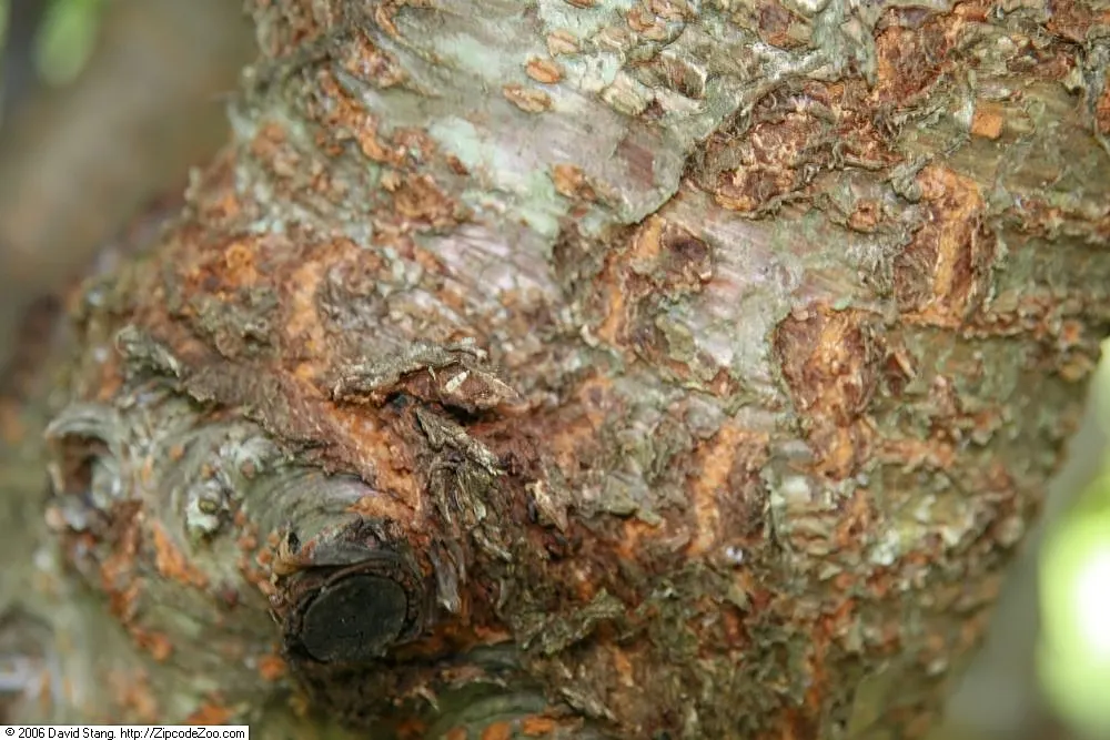 Yoshino Flowering Cherry (Prunus X Yedoensis) — capable of withstanding temperatures as low as -20&deg;F to -10&deg;F; a mature Yoshino can reach, image 64