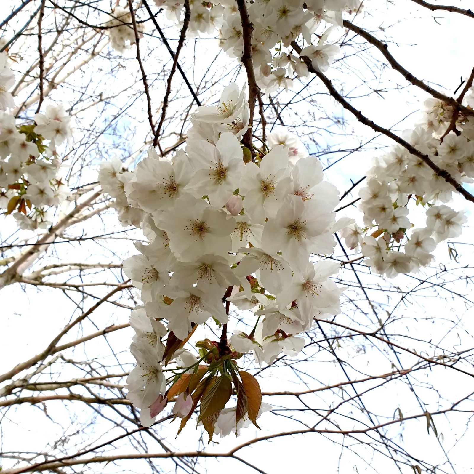 Yoshino Flowering Cherry (Prunus X Yedoensis) — this tree quickly establishes itself as a landscape highlight; adaptable and hardy, it prefers full, image 57