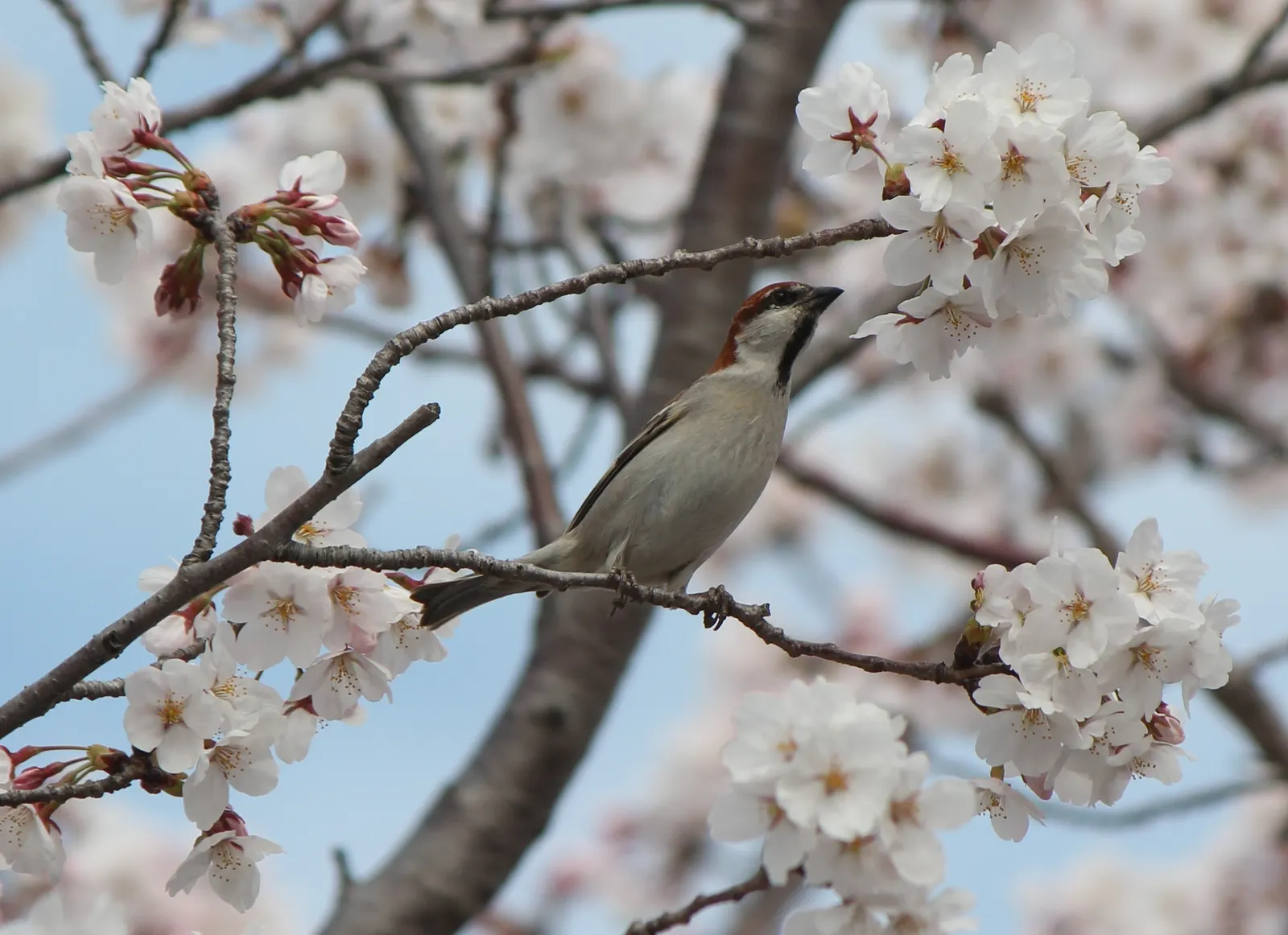 Yoshino Flowering Cherry (Prunus X Yedoensis) — scientifically named Prunus x yedoensis; it is vigilant to monitor for common issues like aphids, image 75