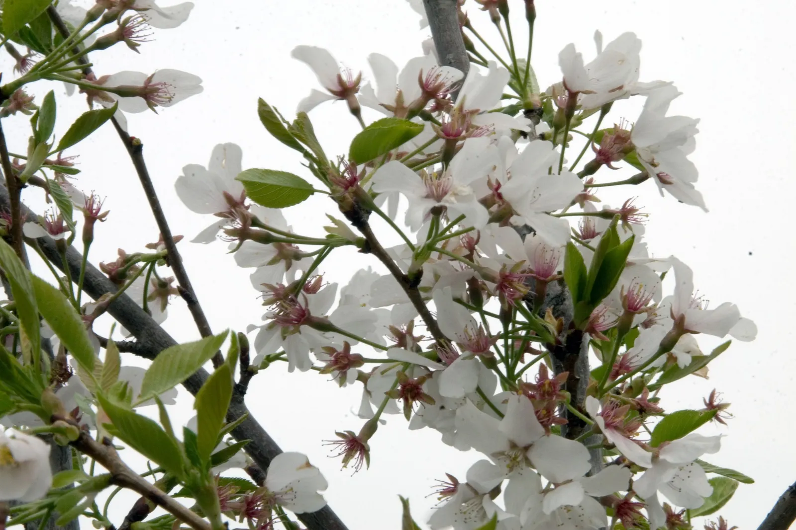 Yoshino Flowering Cherry (Prunus X Yedoensis) — tree for full