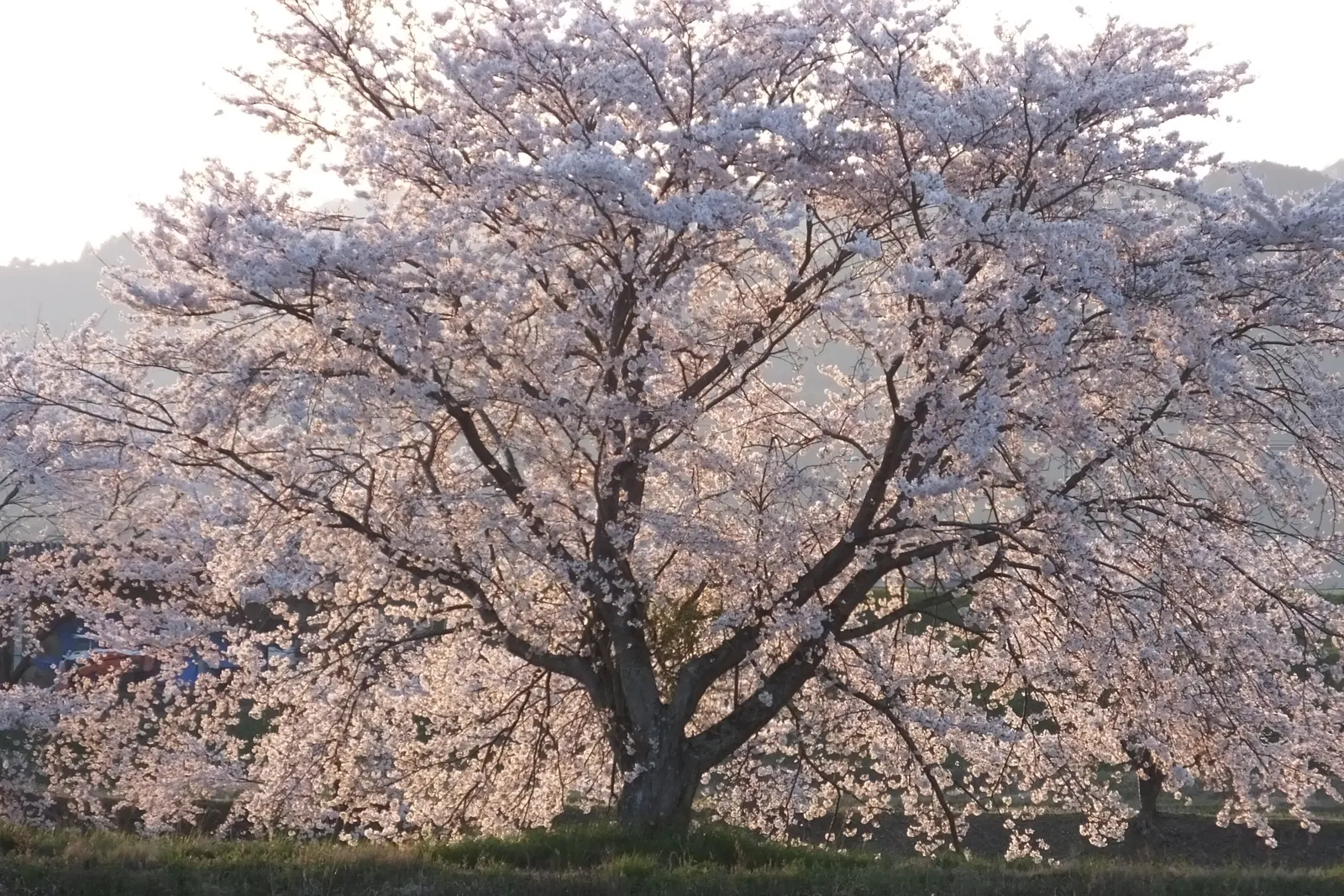 Yoshino Flowering Cherry (Prunus X Yedoensis) — it is vigilant to monitor for common issues like aphids and cherry bark tortrix; prunus x yedoensis, image 62