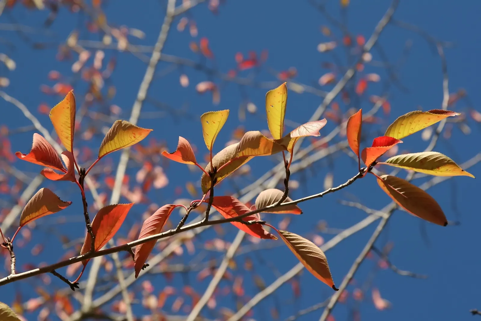 Yoshino Flowering Cherry (Prunus X Yedoensis) — this tree quickly establishes itself as a landscape highlight