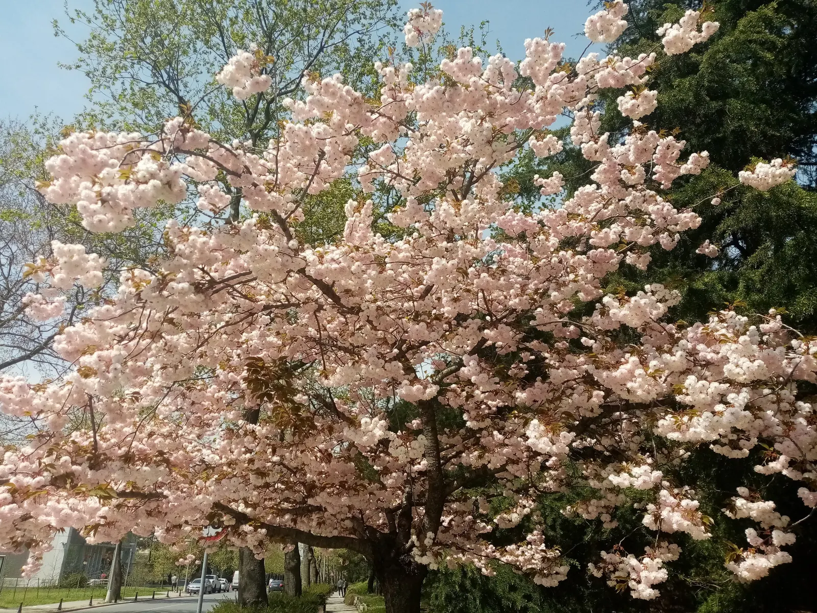 Yoshino Flowering Cherry (Prunus X Yedoensis) — though it thrives in acidic to neutral pH levels.<br><br>Care includes annual pruning for shape and health