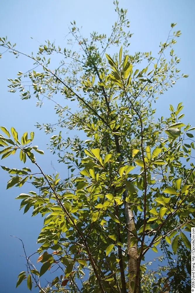 Yoshino Flowering Cherry (Prunus X Yedoensis) — ideally after the blooming period