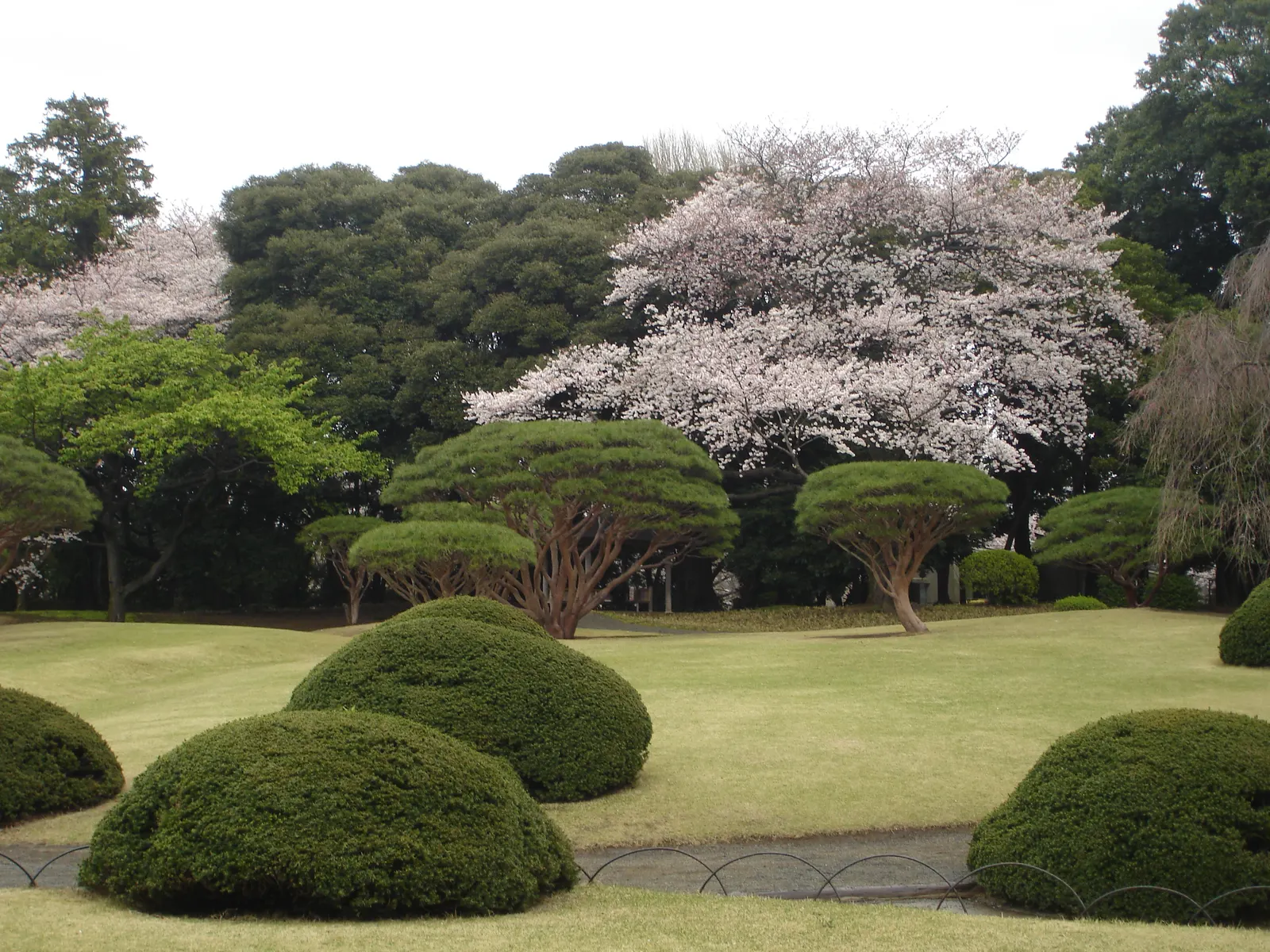 Yoshino Flowering Cherry (Prunus X Yedoensis) — is a captivating spring bloomer that will enrich any landscape design with its ethereal beauty