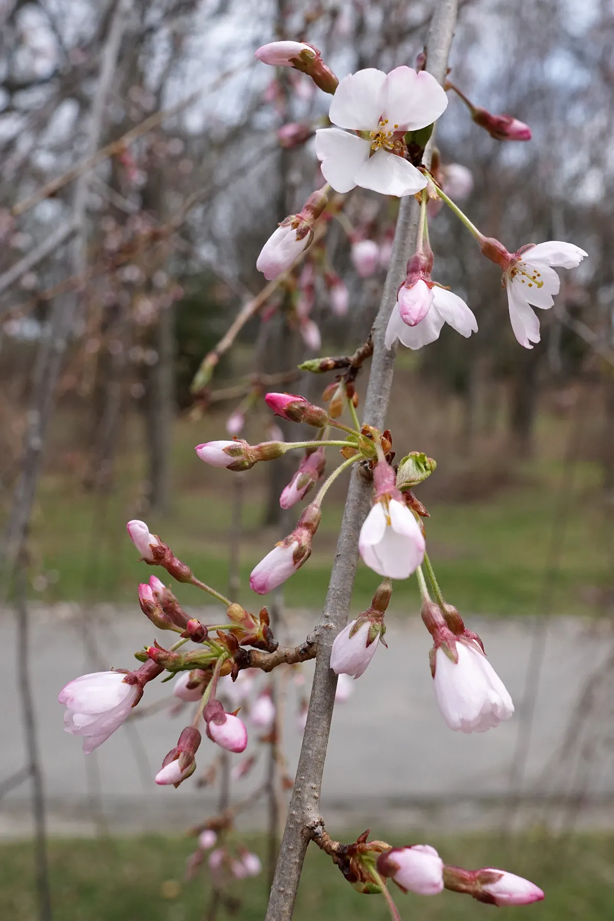 Yoshino Flowering Cherry (Prunus X Yedoensis) — tree with white blooms; though it thrives in acidic to neutral pH levels.<br><br>Care includes annual pruning