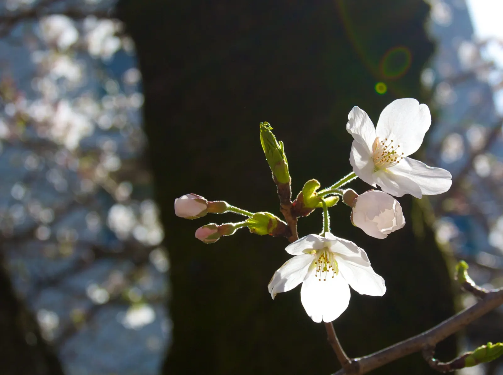 Yoshino Flowering Cherry (Prunus X Yedoensis) — capable of withstanding temperatures as low as -20&deg;F to -10&deg;F