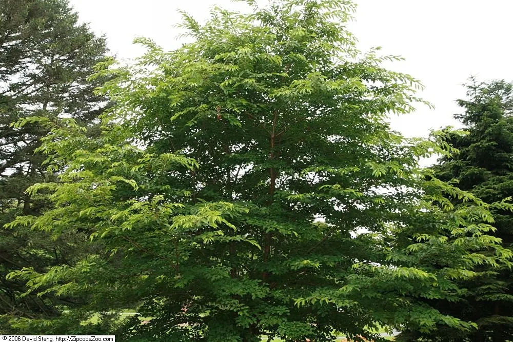 Yoshino Flowering Cherry (Prunus X Yedoensis) — scientifically named Prunus x yedoensis; it is vigilant to monitor for common issues like aphids, image 52