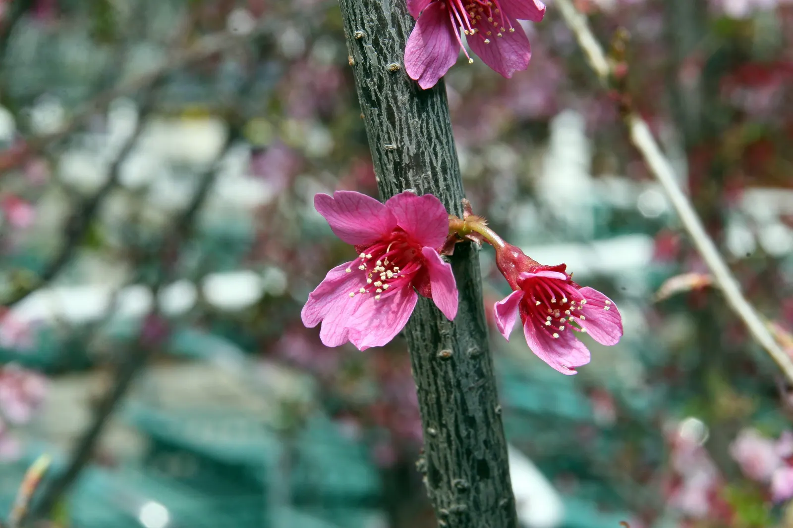 Yoshino Flowering Cherry (Prunus X Yedoensis) — Adaptable and hardy, it prefers full sun and well-drained soils in USDA zones 5-8; it is important to select a