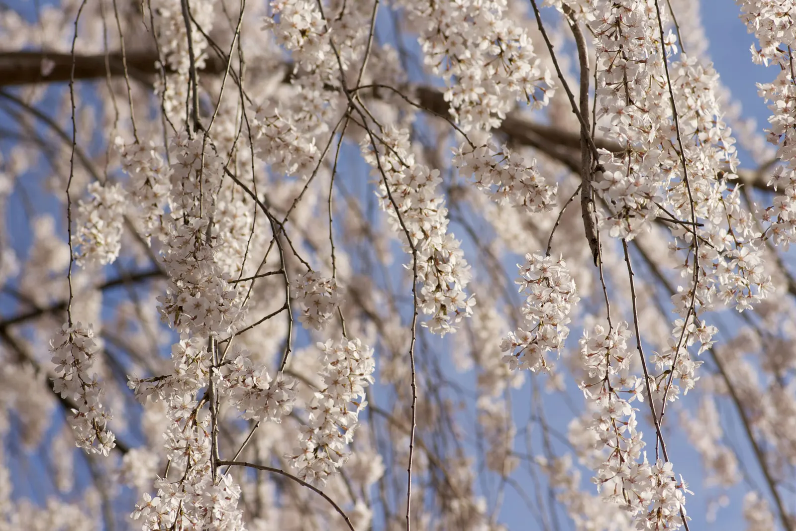 Yoshino Flowering Cherry (Prunus X Yedoensis) — Known for its abundant, soft pink-white blossoms in early spring, this tree offers a striking, image 49