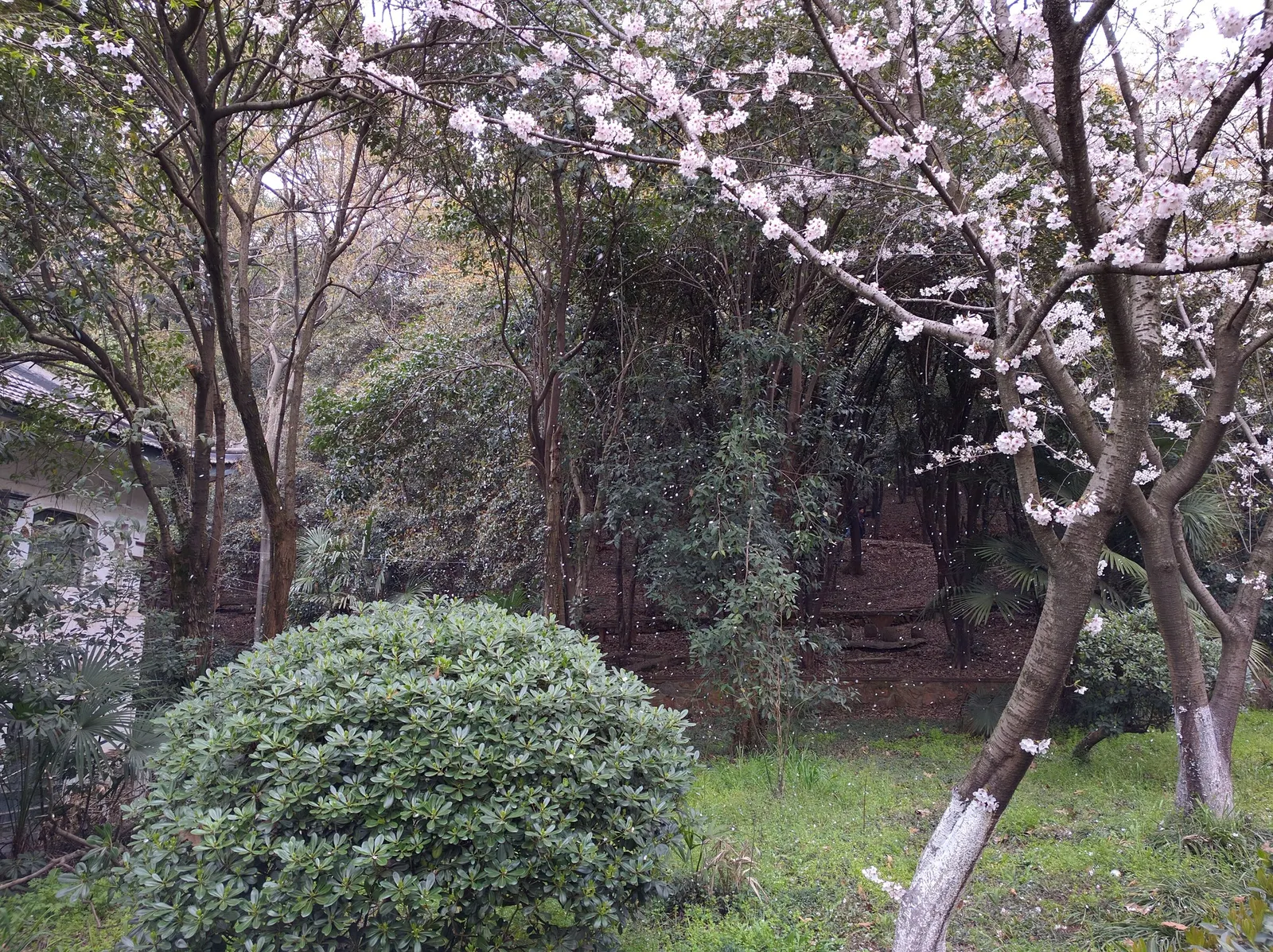 Yoshino Flowering Cherry (Prunus X Yedoensis) — is a captivating spring bloomer that will enrich any landscape design with its ethereal beauty; tree for full