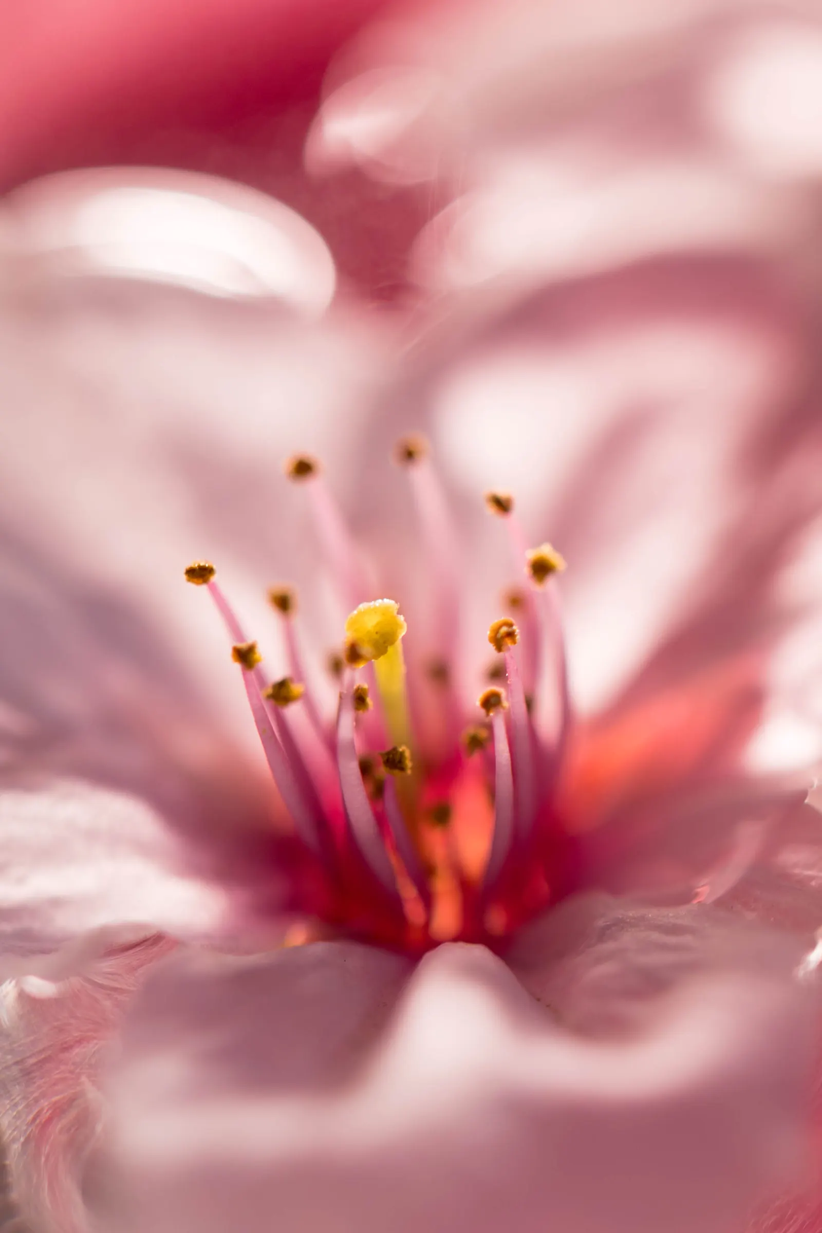 Yoshino Flowering Cherry (Prunus X Yedoensis) — Adaptable and hardy, it prefers full sun and well-drained soils in USDA zones 5-8; it is important, image 74