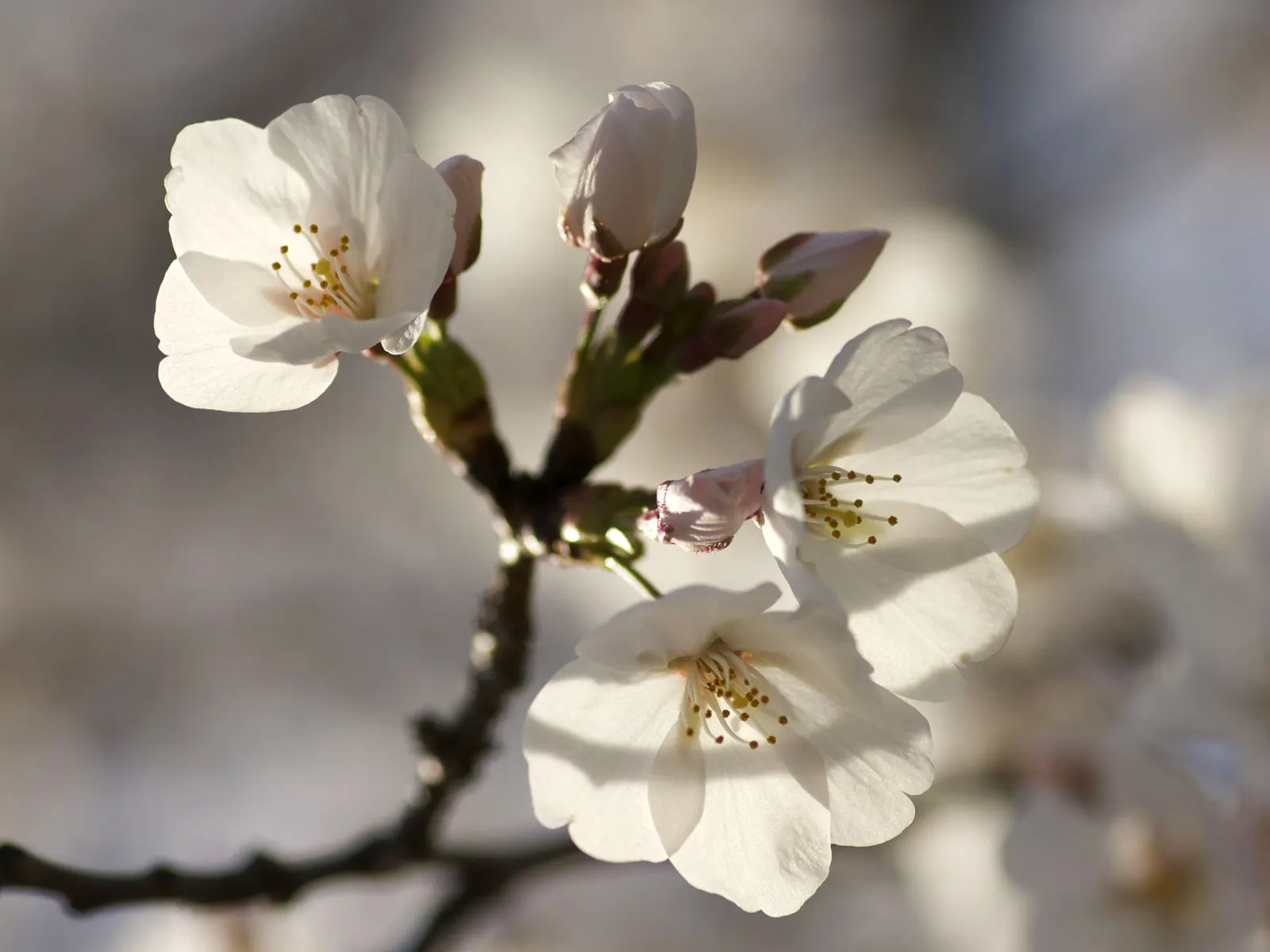 Yoshino Flowering Cherry (Prunus X Yedoensis) — A mature Yoshino can reach heights of 35 to 40 feet with a spread of 25 to 30 feet; is a, image 54