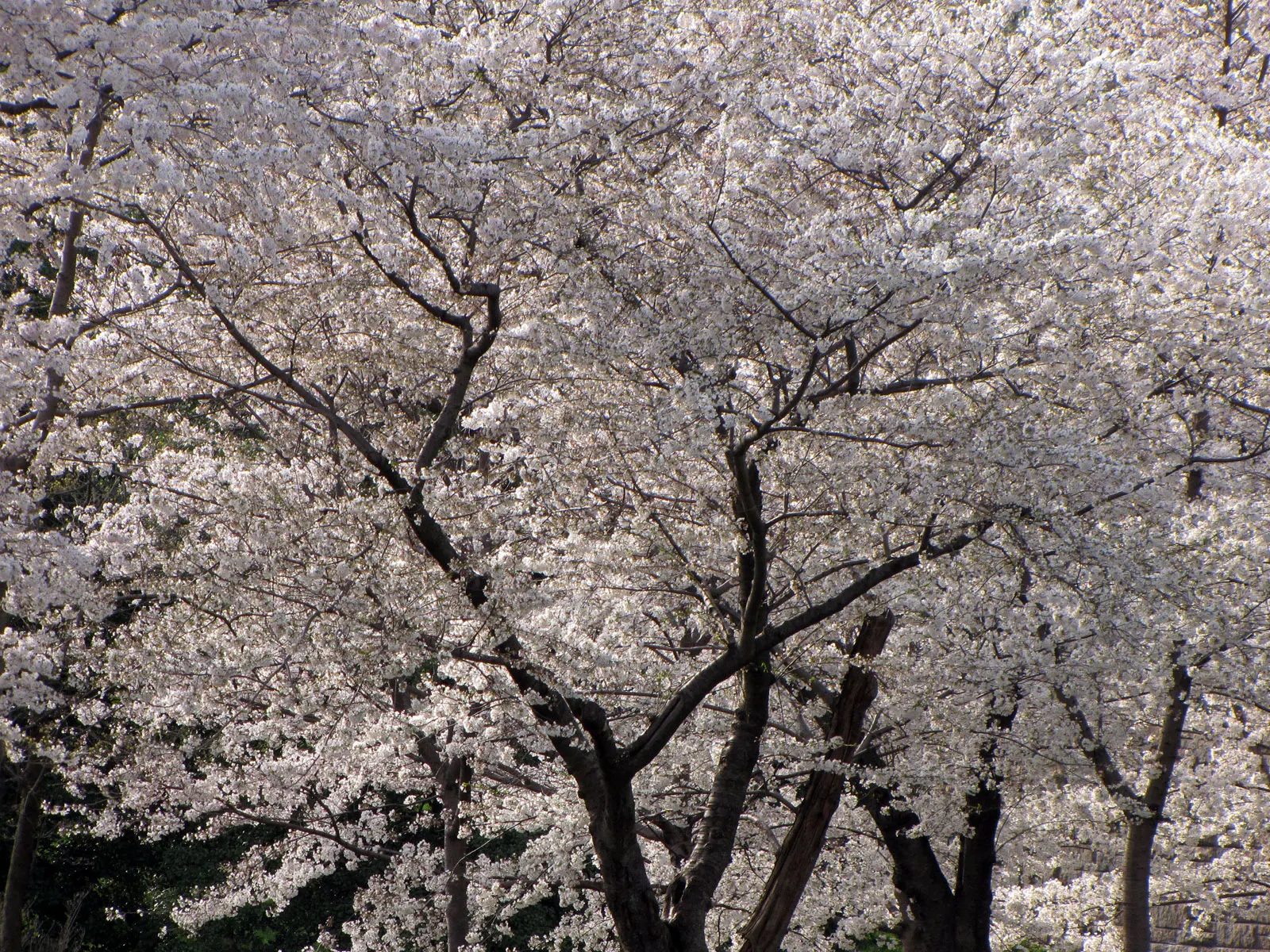 Yoshino Flowering Cherry (Prunus X Yedoensis) — While generally pest- and disease-resistant; as well as being mindful of overhead or underground, image 61