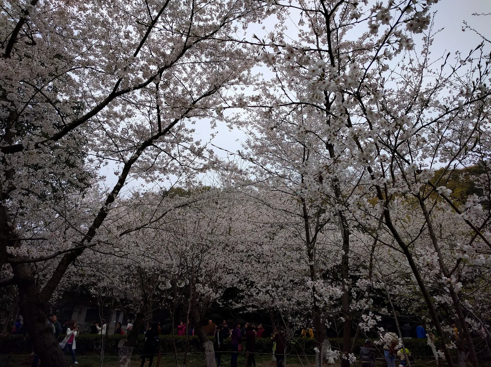 Yoshino Flowering Cherry (Prunus X Yedoensis) — ideally after the blooming period; known for its abundant, soft pink-white blossoms in early, image 60