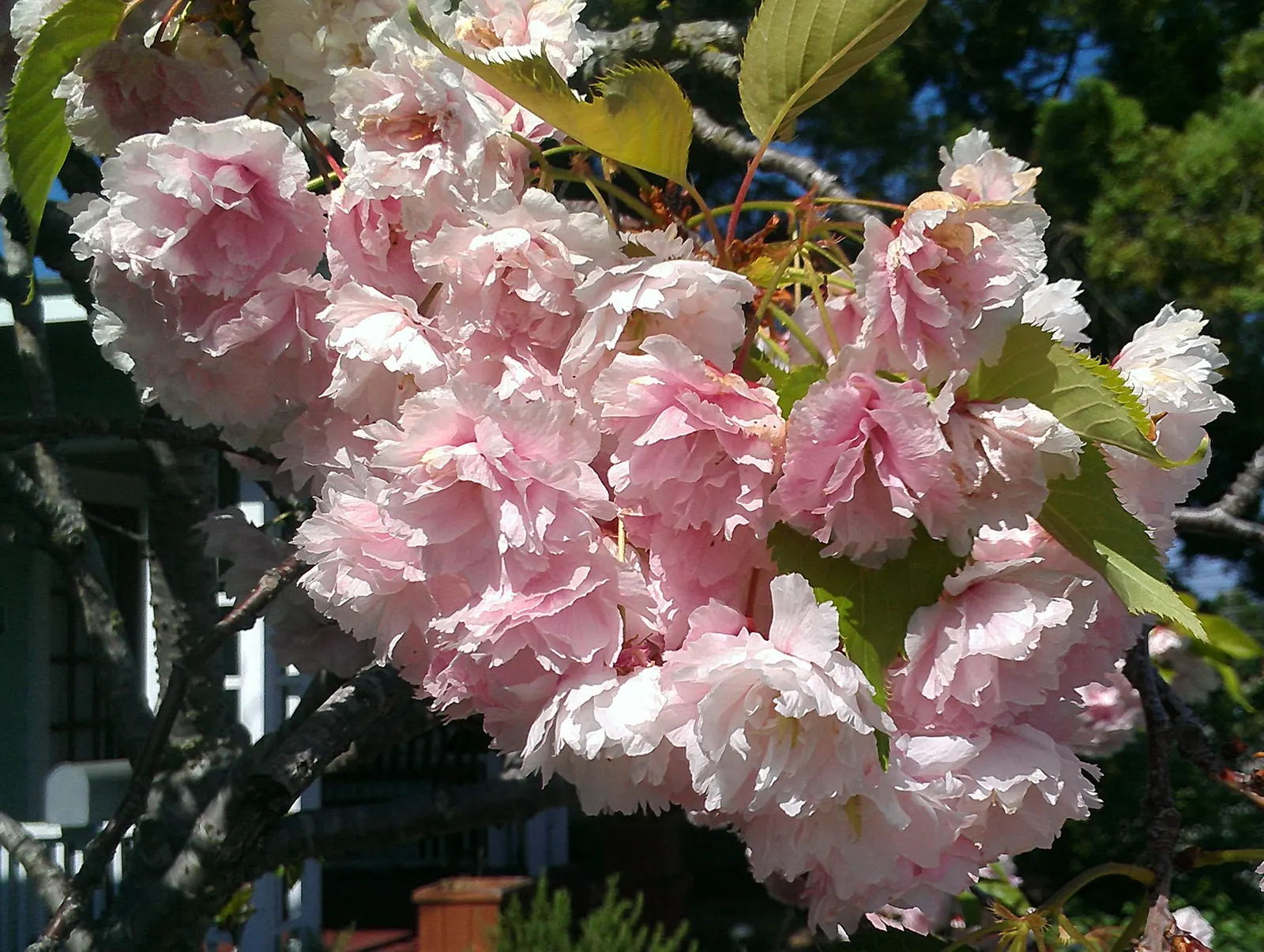 Yoshino Flowering Cherry (Prunus X Yedoensis) — It is important to select a site that affords enough space for the tree's mature dimensions